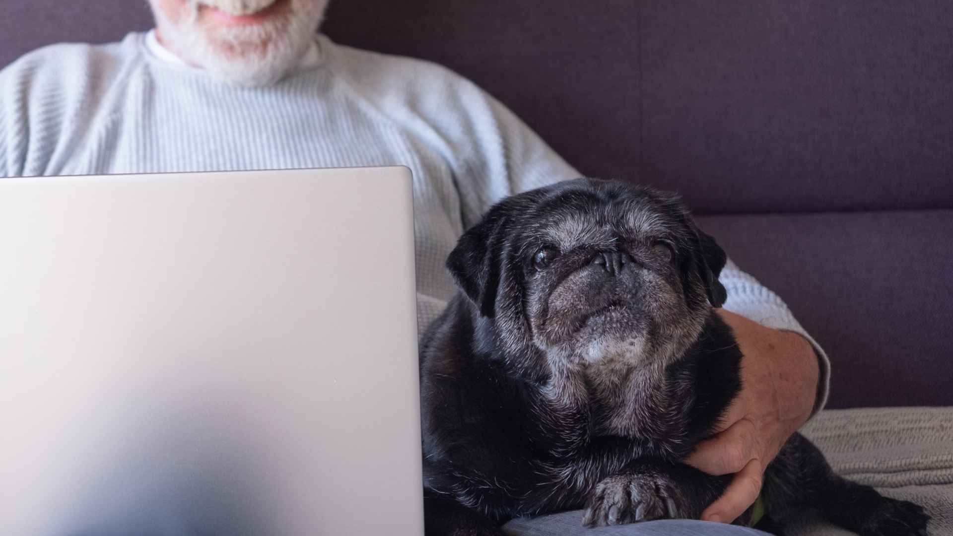 7 Quiet Dog Breeds For Seniors Seeking Tranquility