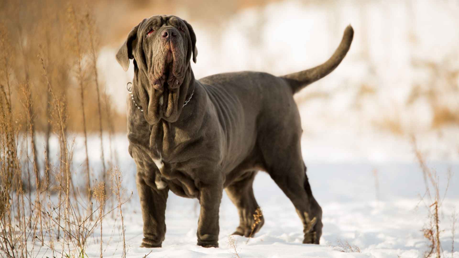 7 Rare Big Dog Breeds Known for Their Gentle Nature