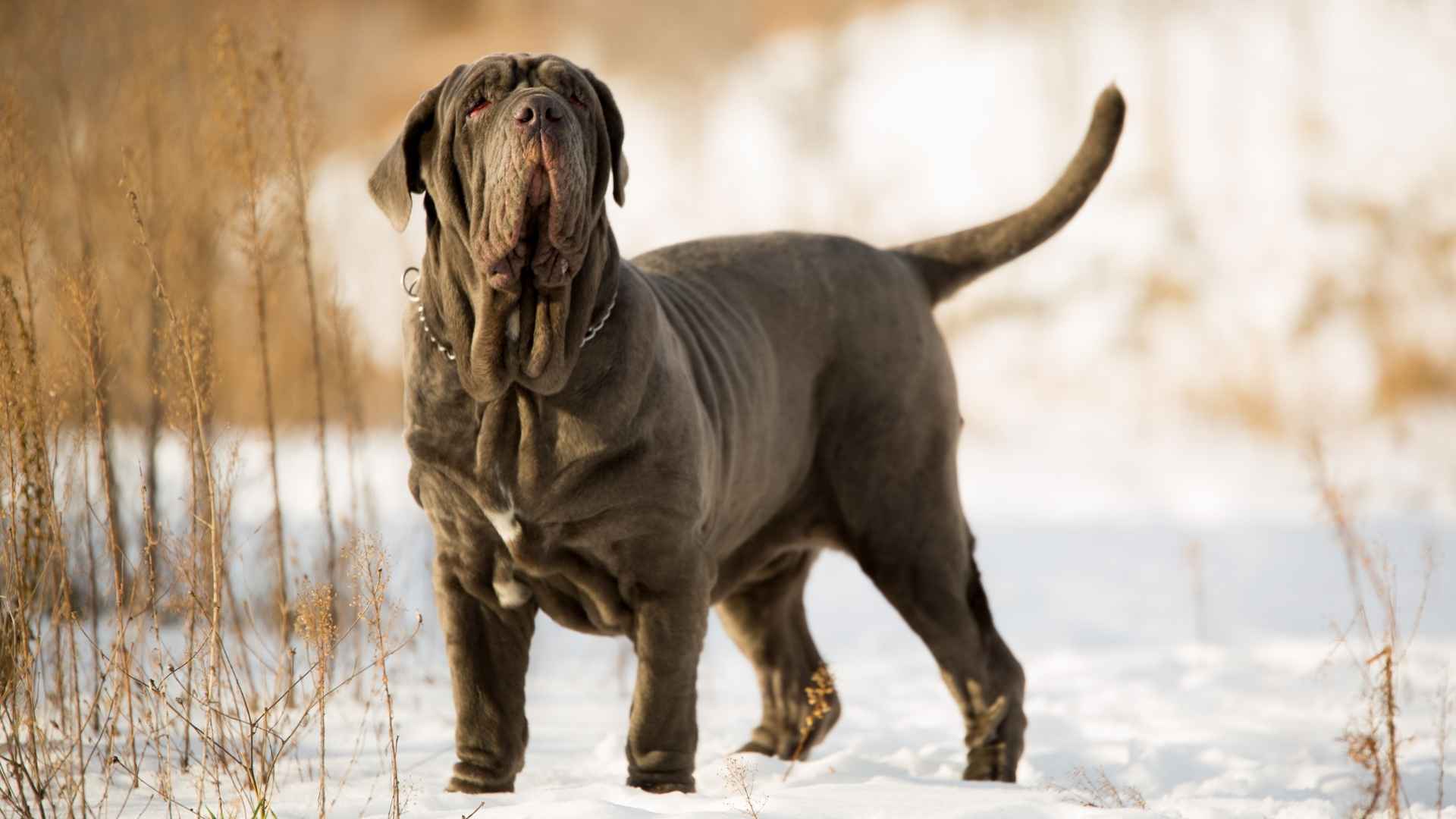 7 Rare and Majestic Giant Dog Breeds That Define Strength and Grace