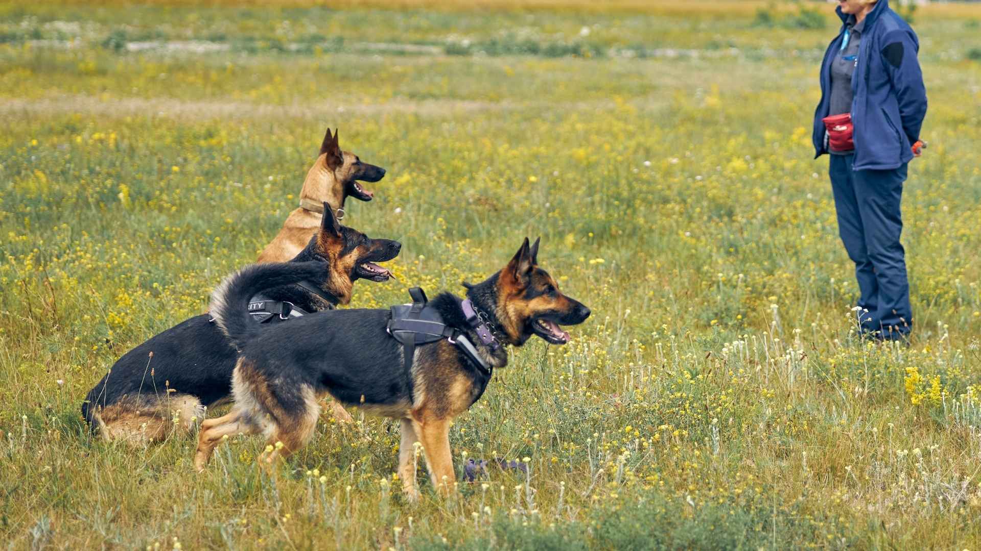 7 Remarkable Smart Dog Breeds You Should Know