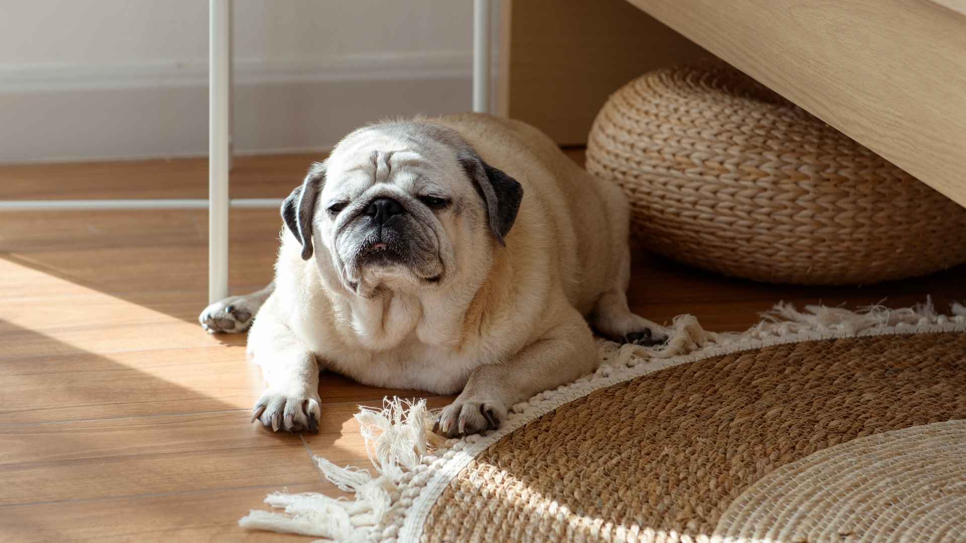 7 Small Lazy Dog Breeds That Can Be Left Alone For Busy Owners