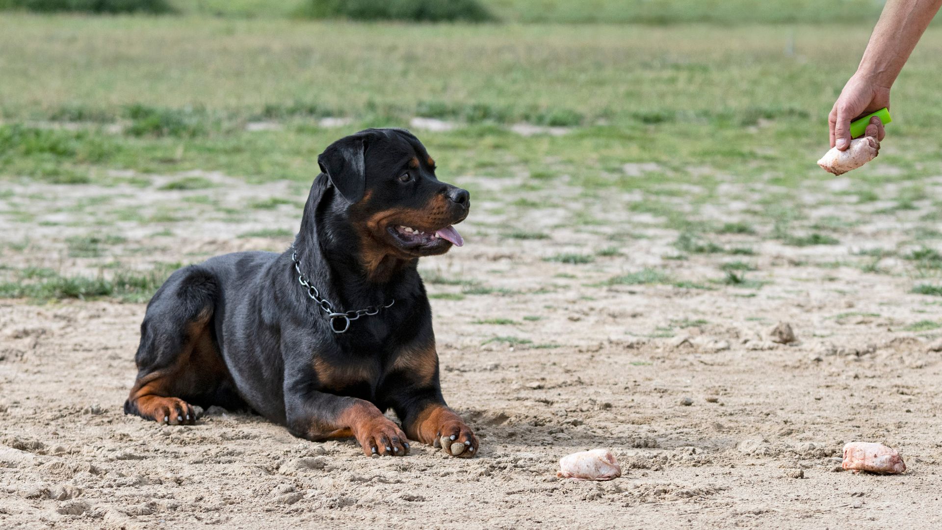 7 Smart and Fearless Dog Breeds That Will Leave You in Awe