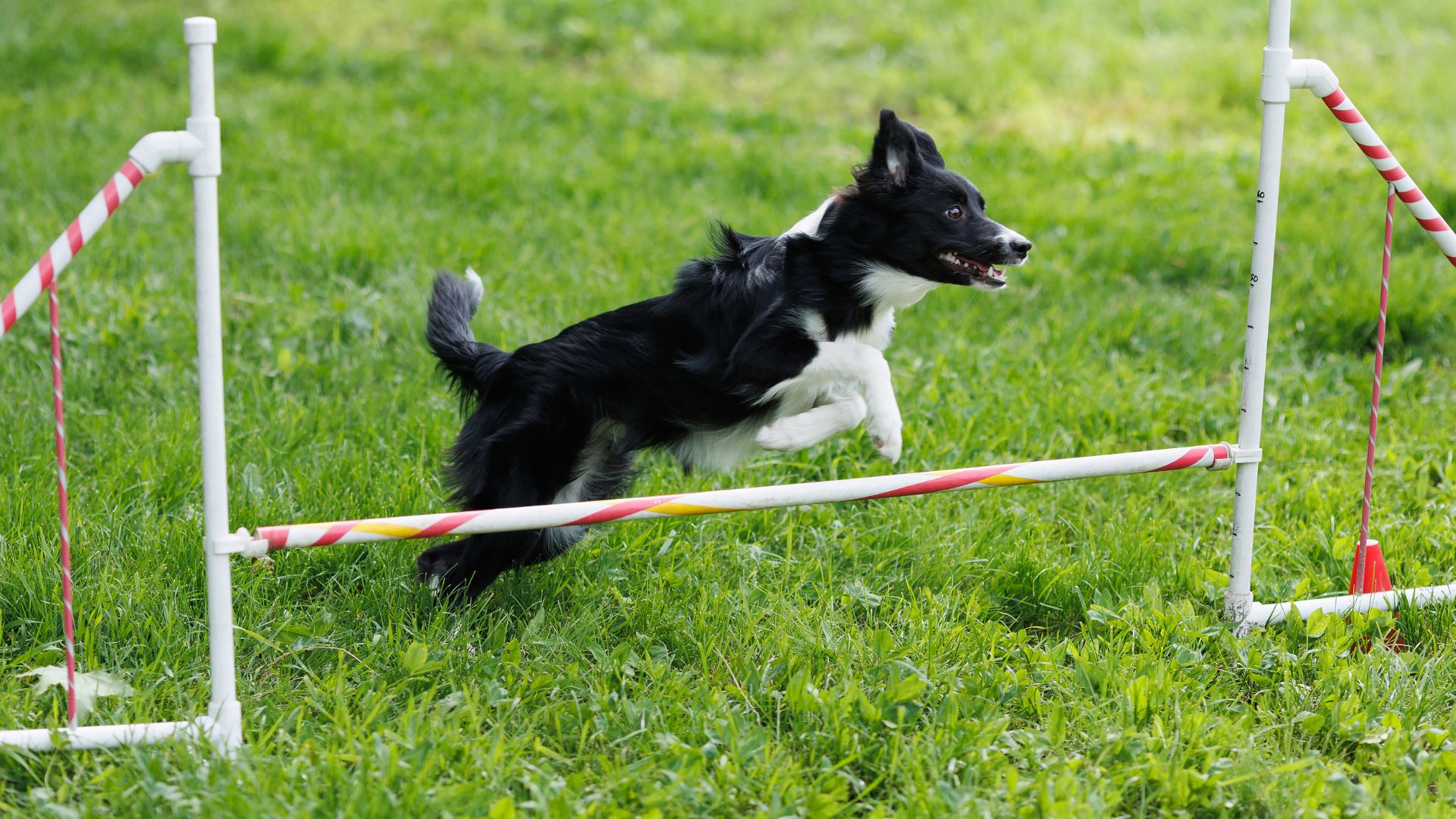 7 Smartest Dog Breeds Unmatched By Others