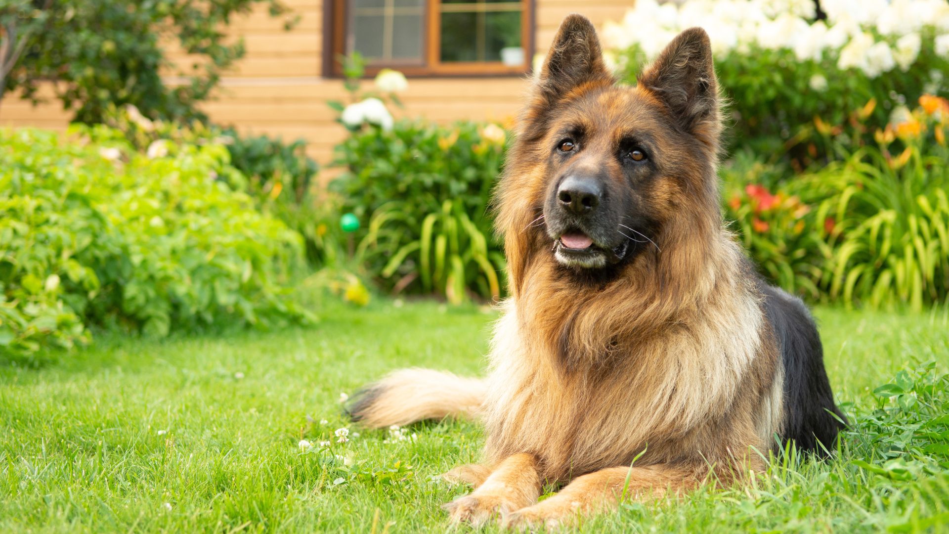 7 Strong Loyal Dog Breeds Ideal For Protecting The Home
