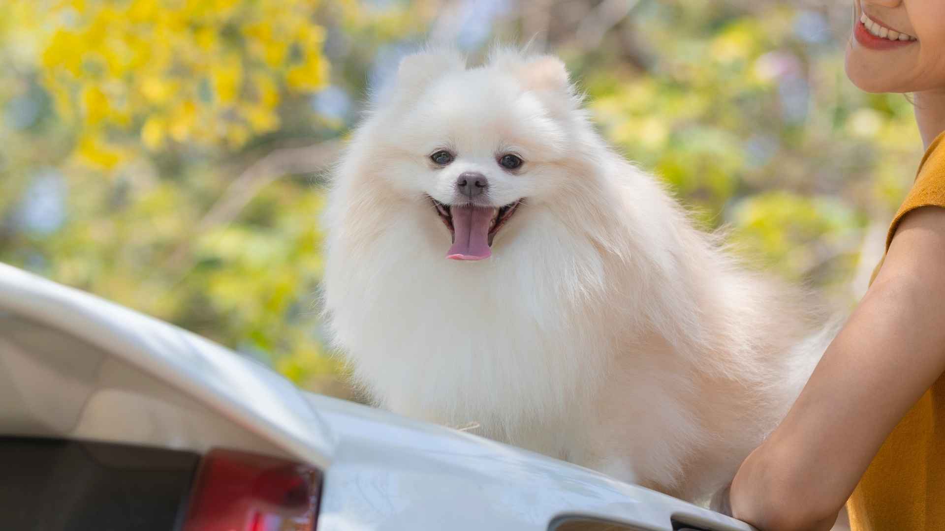 7 Teacup Dog Breeds Ideal for Travelers