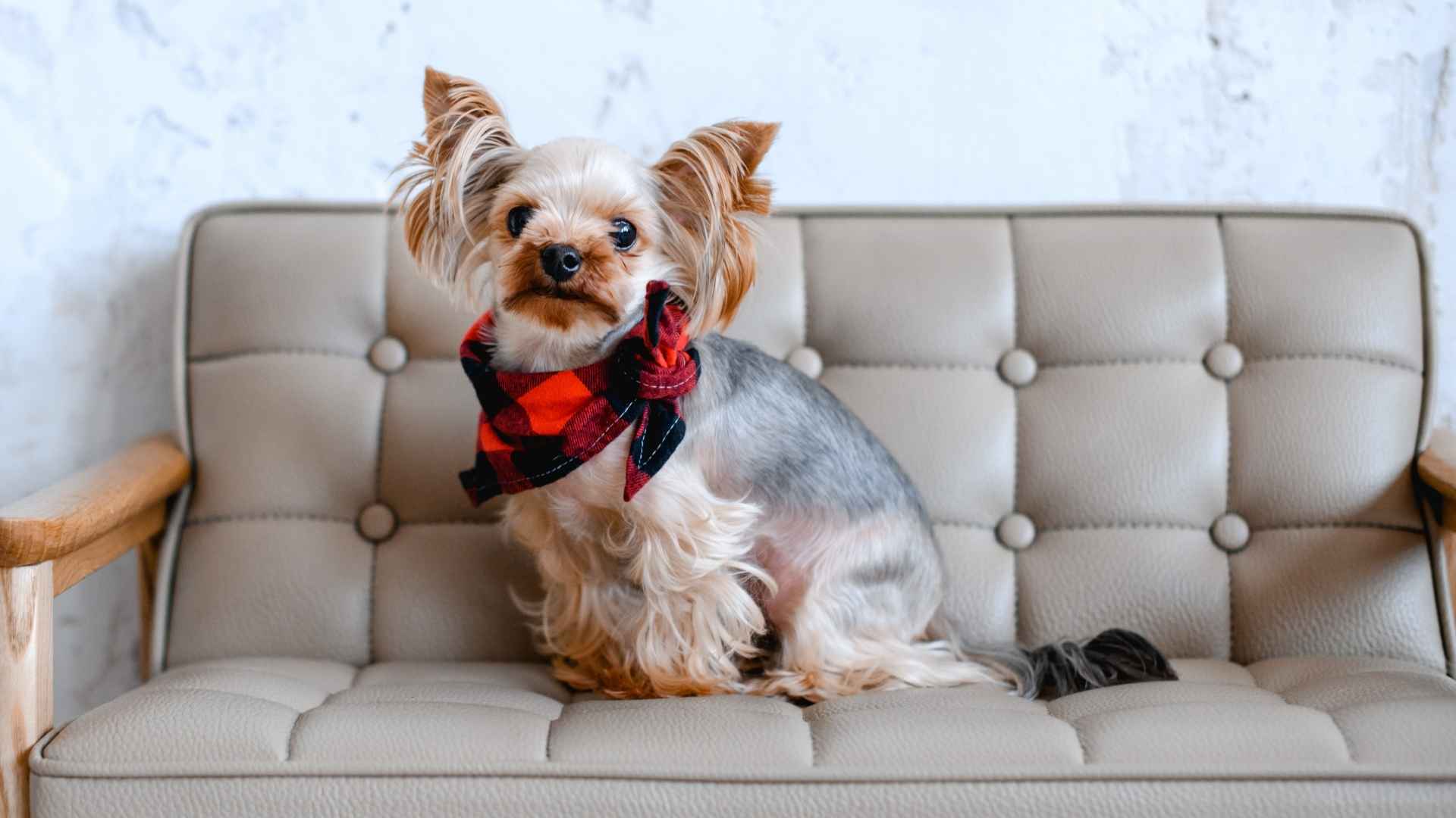 7 Teacup Dog Breeds That Thrive In Small Spaces