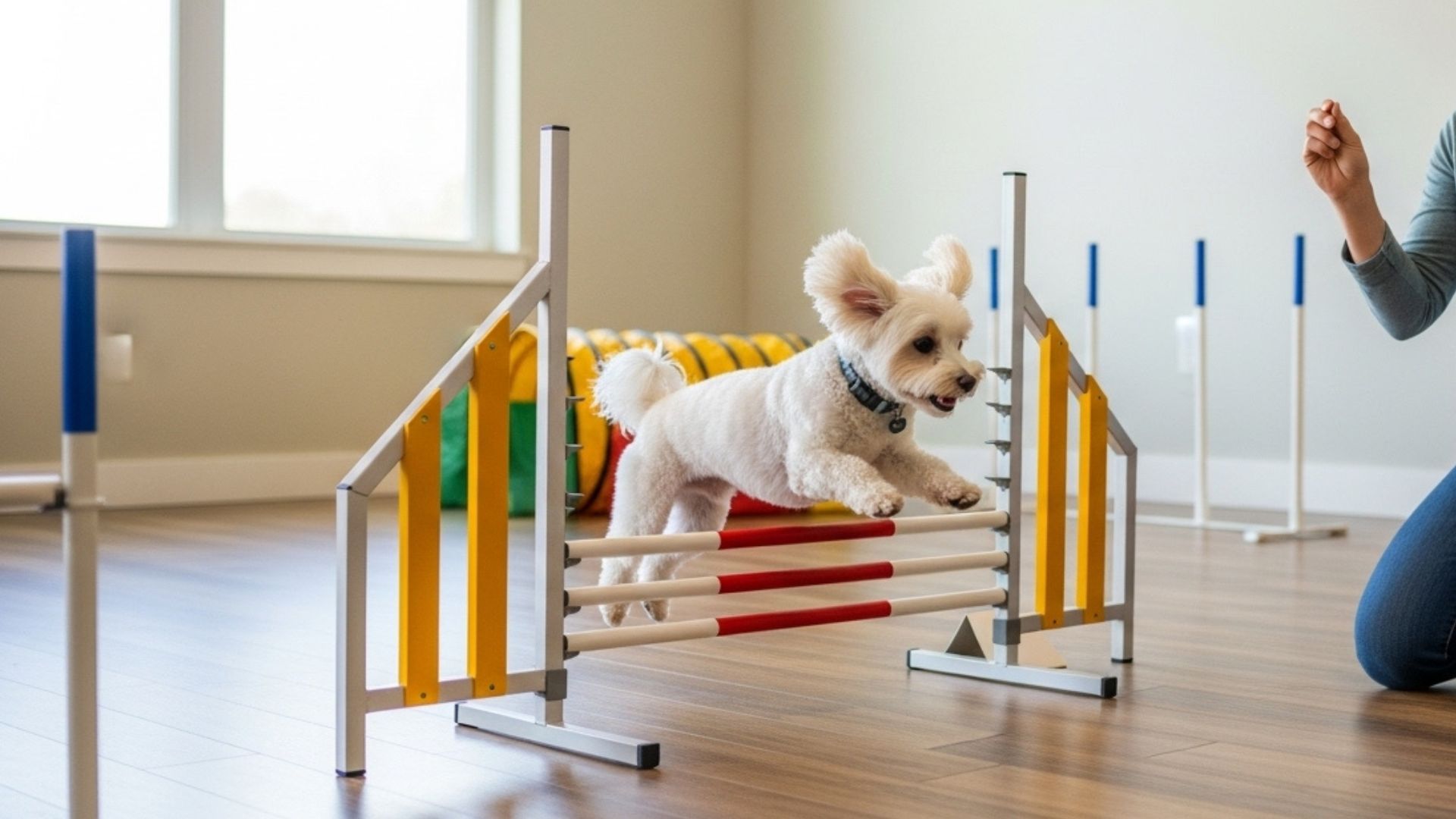7 Tiny Dog Breeds Prefer Indoor Activities