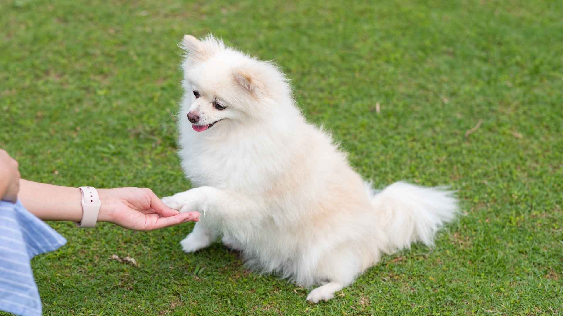 7 Tiny Teacup Dog Breeds Known for Loyalty and Big Personalities