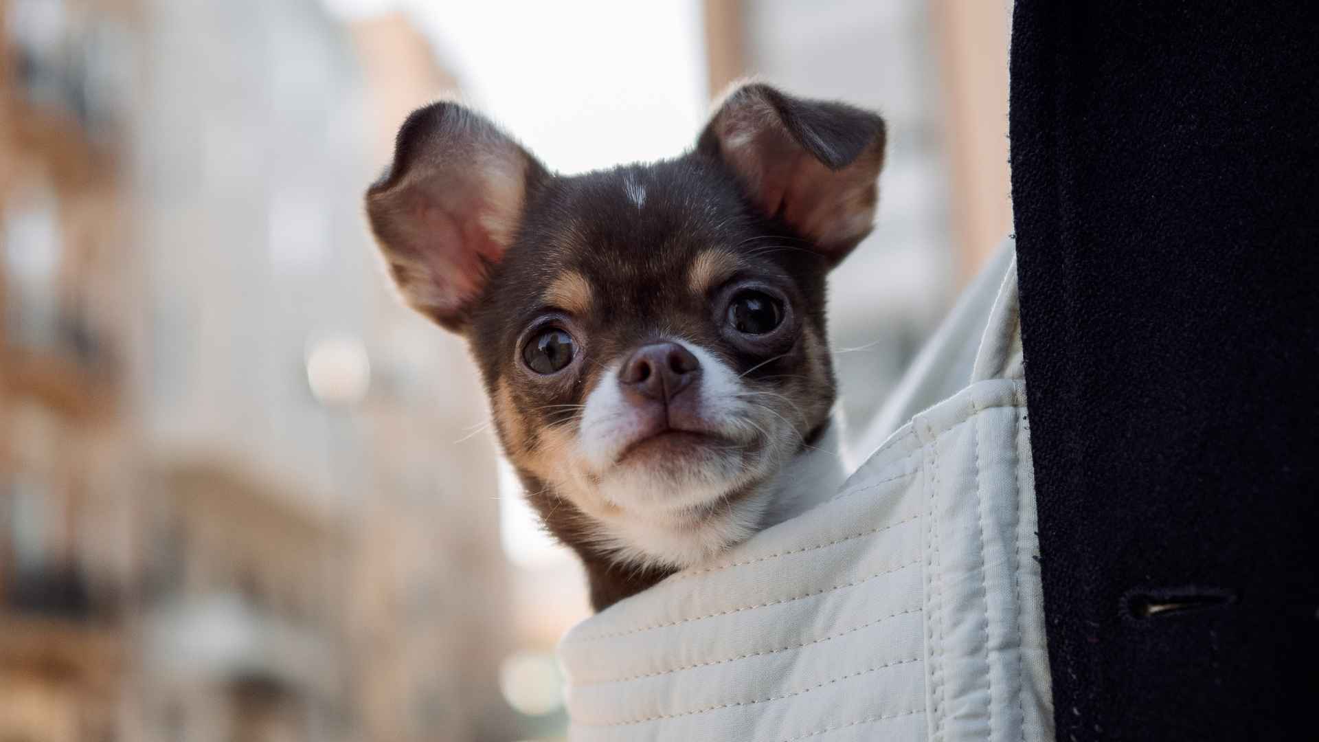7 Tiny Toy Dog Breeds You Can Carry Around Effortlessly