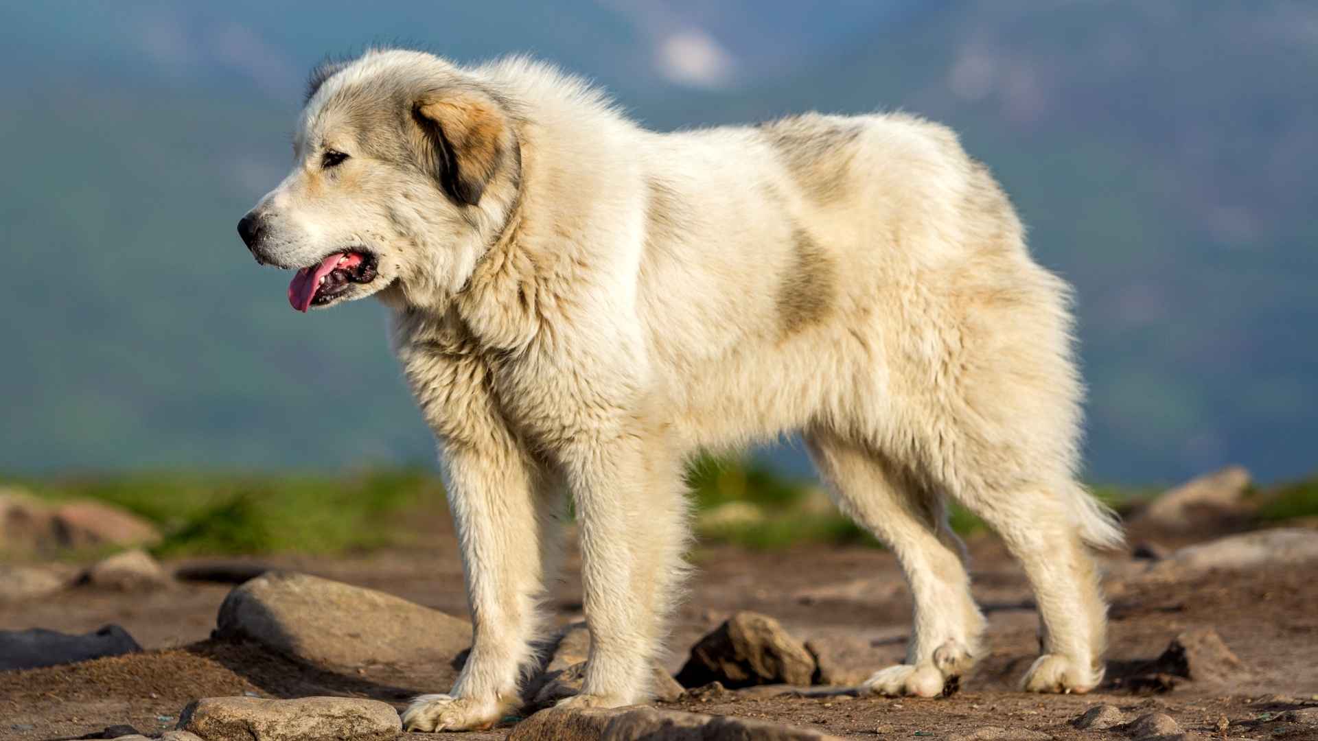 7 Toughest Survival Dog Breeds Nature's Resilient Champions
