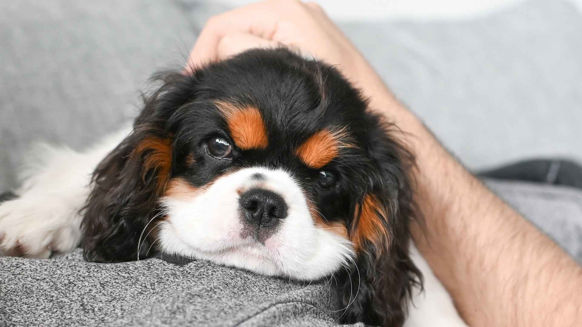 7 Warm Sensitive Dog Breeds Known For Loyal Nature