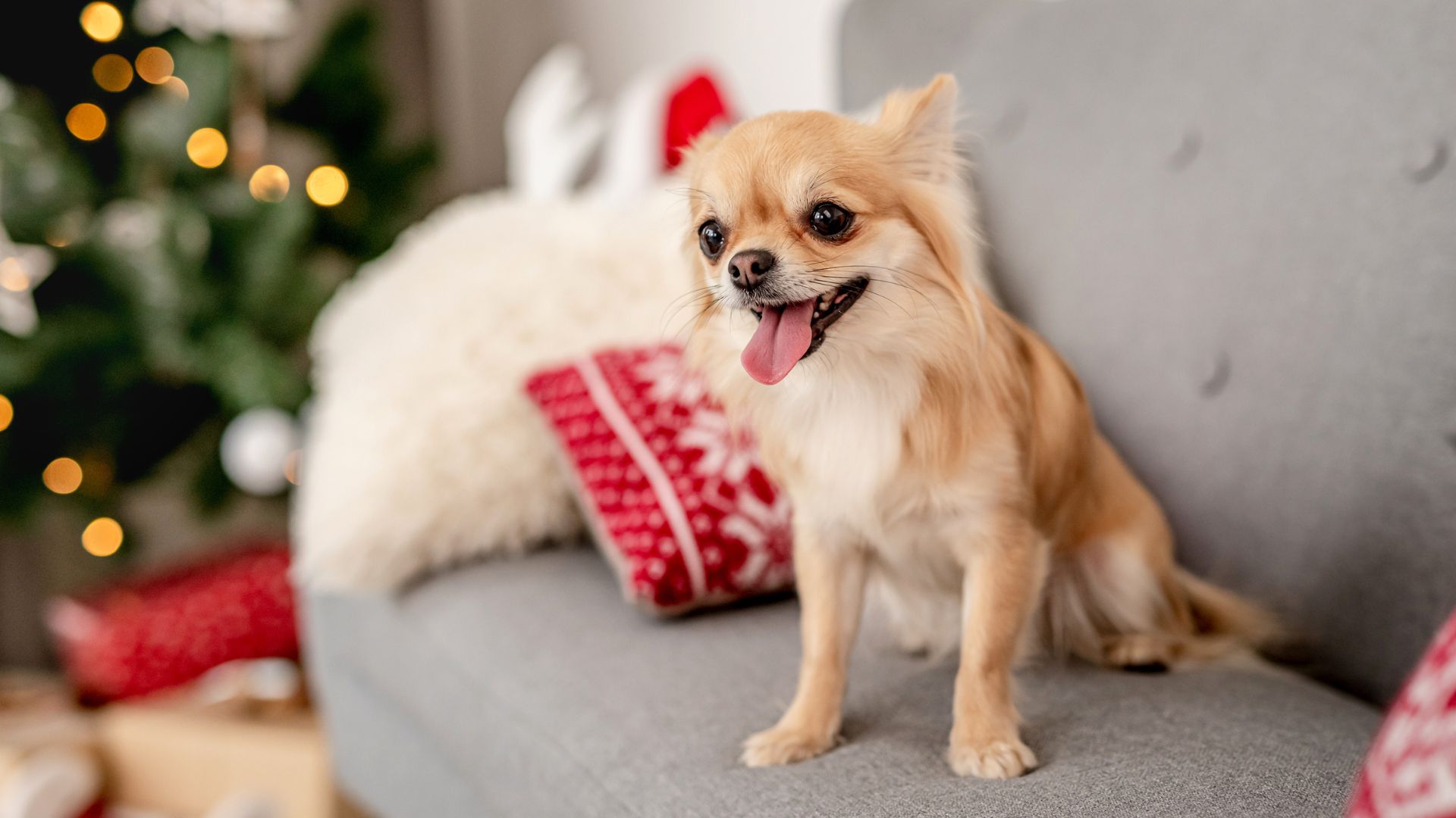 8 Popular Small Dog Breeds That Bring Joy to Your Home