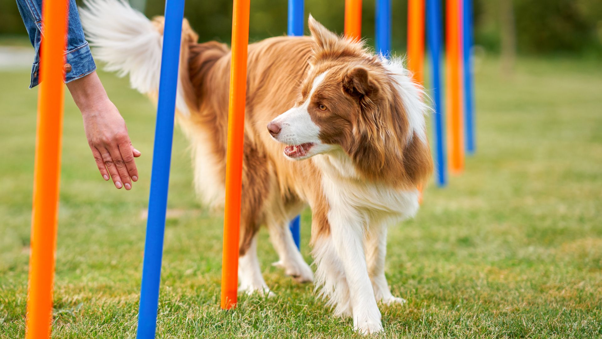 8 Super Smart Dog Breeds Worth Every Penny