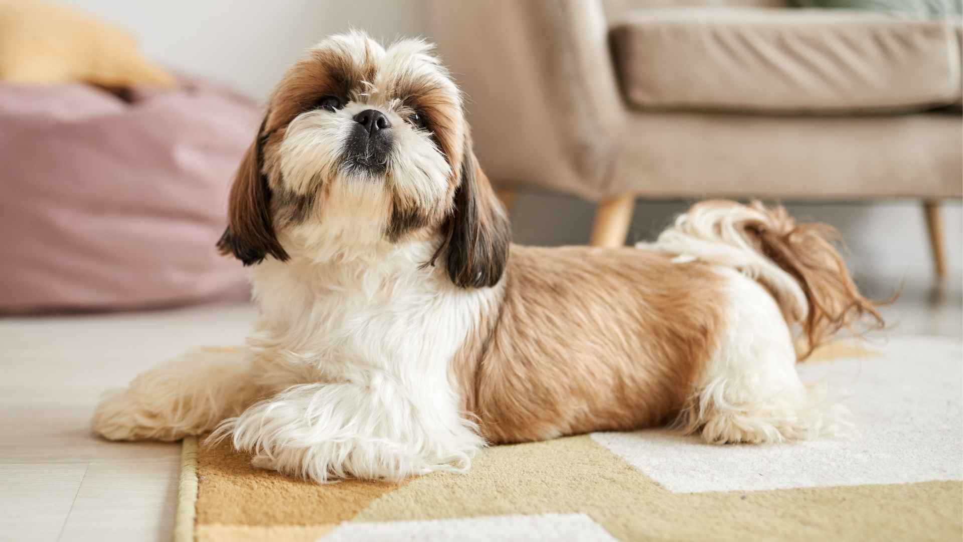 9 Beautiful Dog Breeds Perfect For Relaxing at Home Ultimate Stress Relievers