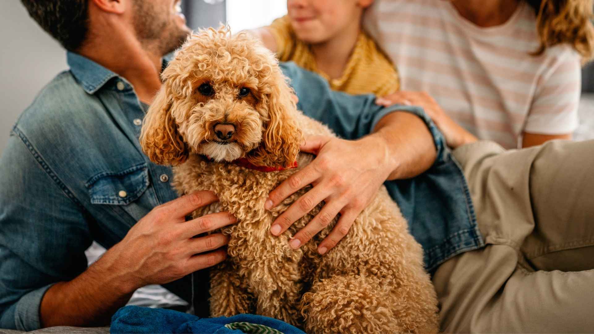 9 Best Dog Breeds For Families That Value Loyalty & Make Great Family Pets