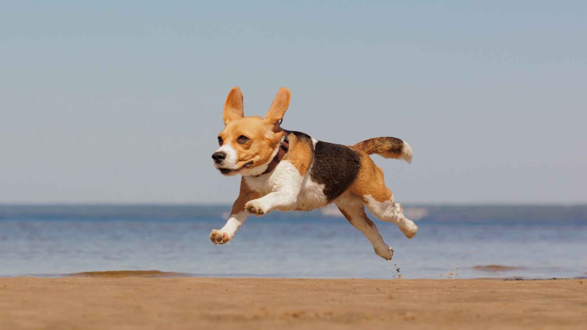 9 Best Dog Breeds for Beach Running and Seaside Adventures