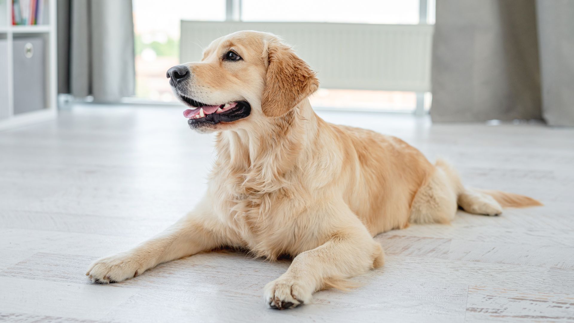 9 Best Indoor Dog Breeds for Happy, Healthy Living