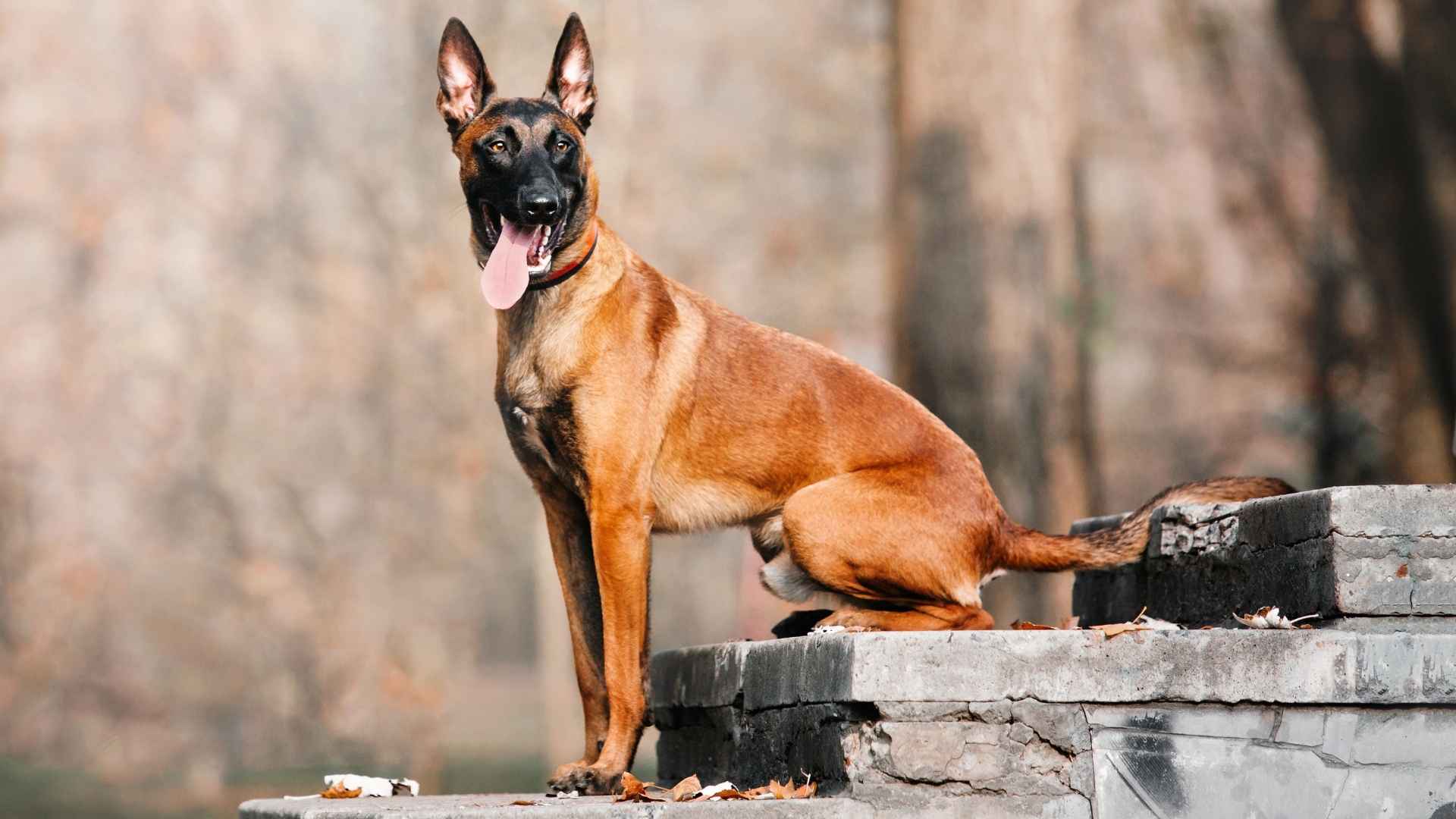9 Best Protection Dog Breeds for Safety Top Choices for Your Family