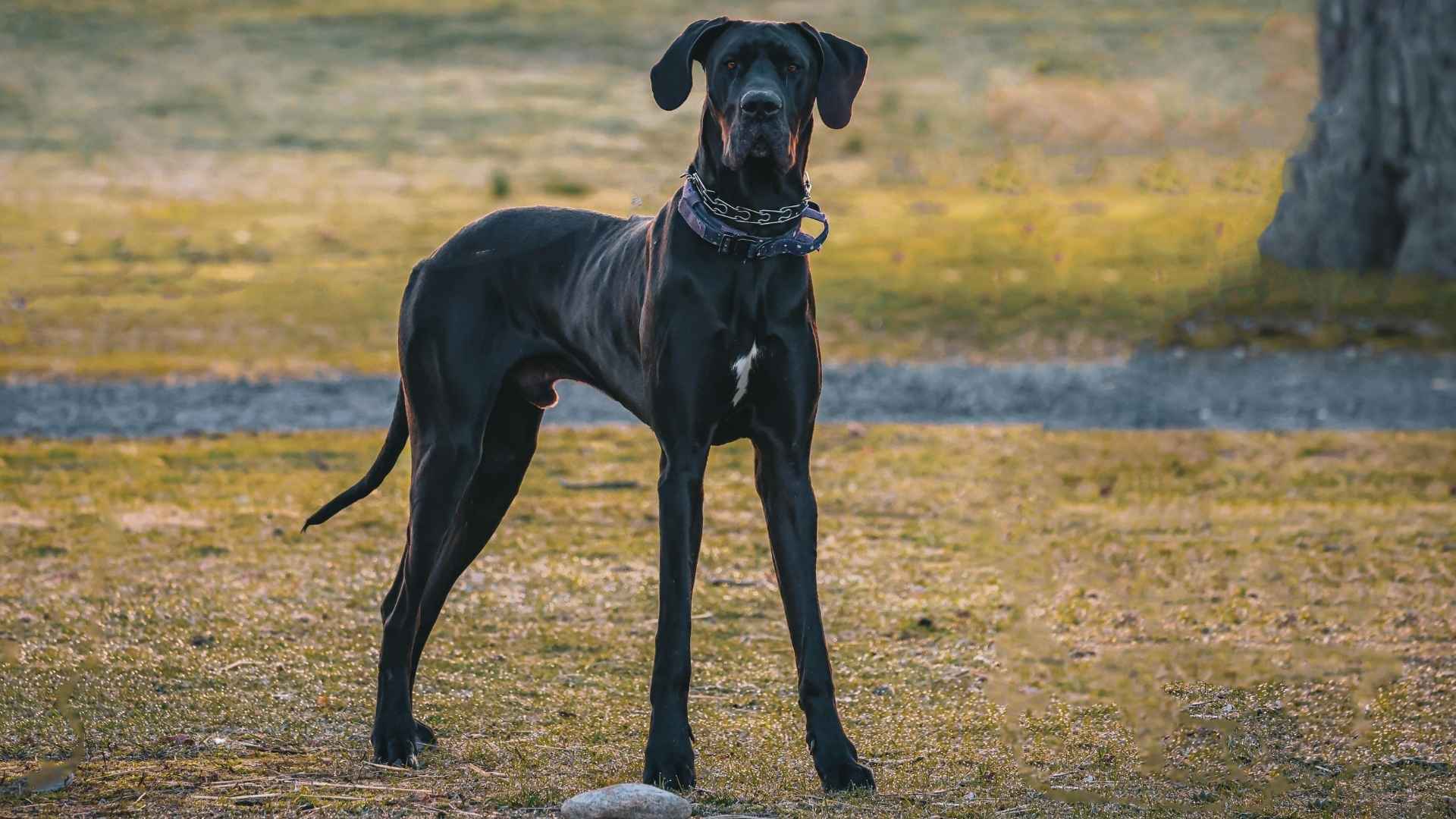 9 Charming Big Dog Breeds With Gentle Dispositions
