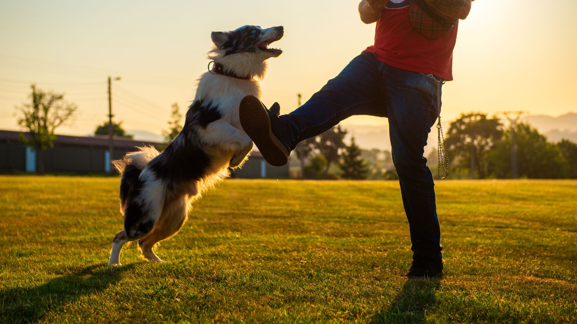 9 Coolest Dog Breeds That Are Easy to Train and Make Great Companions