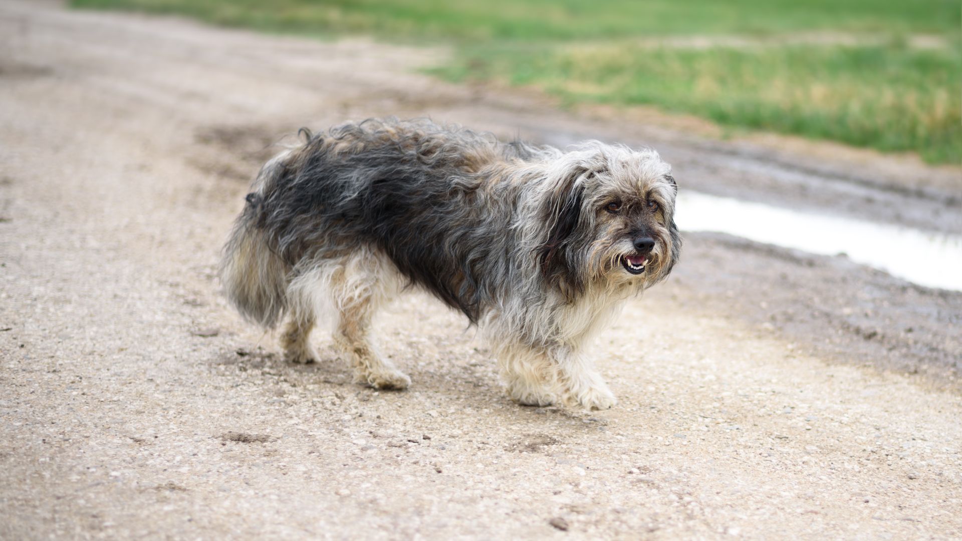 9 Dog Breeds Known for Being the Smelliest
