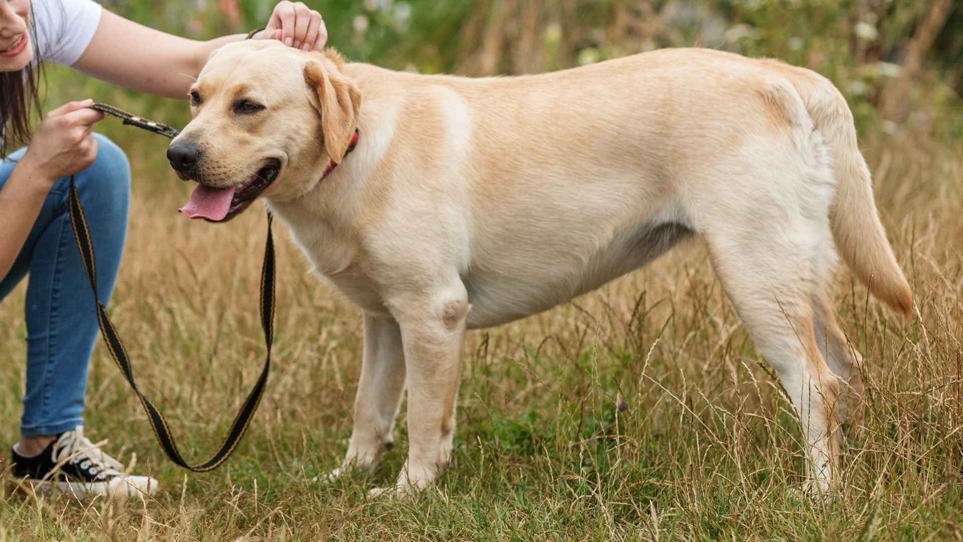 9 Dog Breeds Sticking With You In All Circumstances