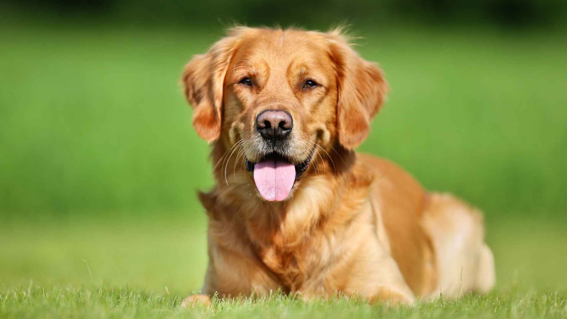 9 Dog Breeds That Are Impossible Not To Love