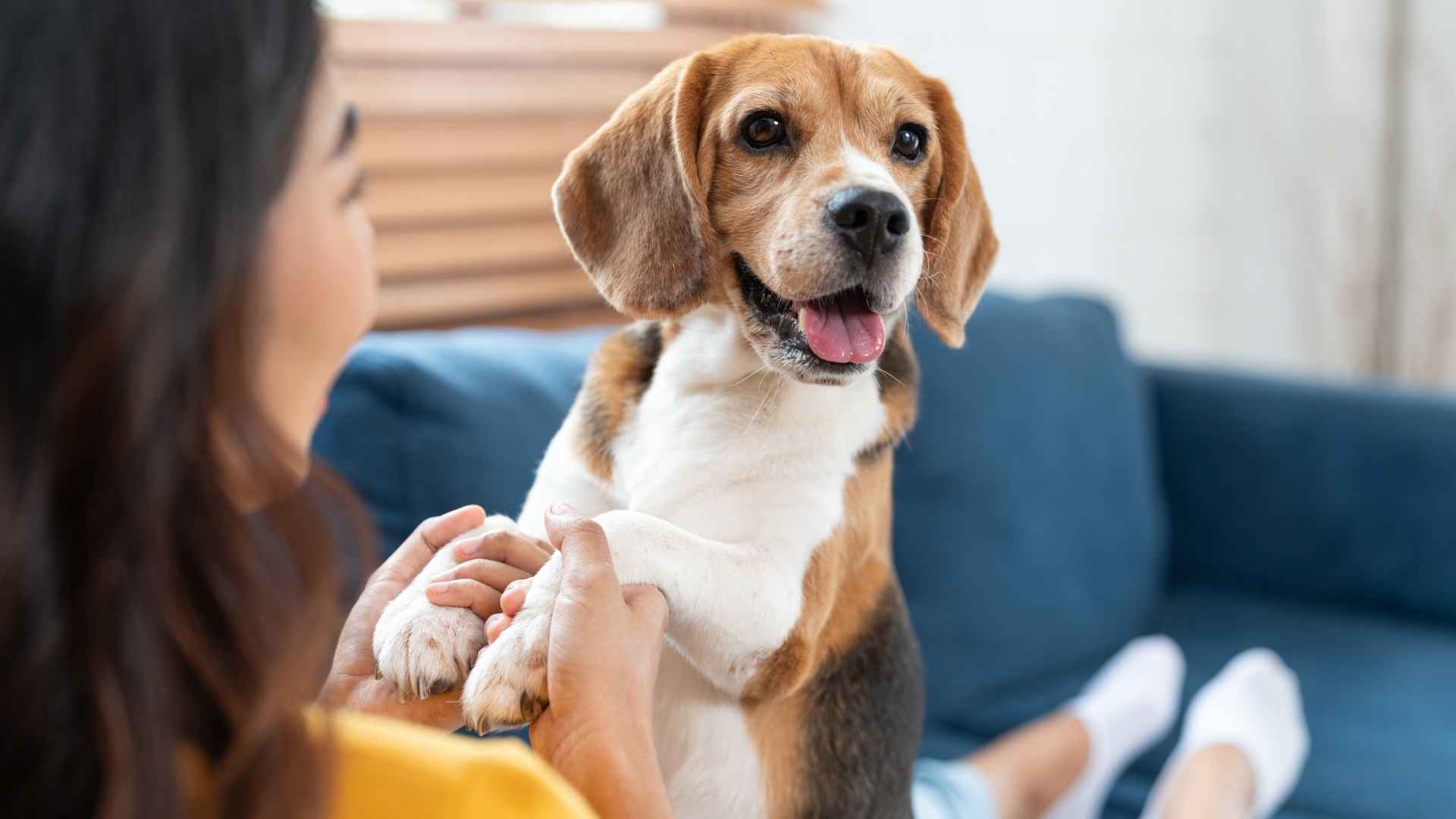 9 Dog Breeds That Make Everyone Smile & Melt Hearts Instantly