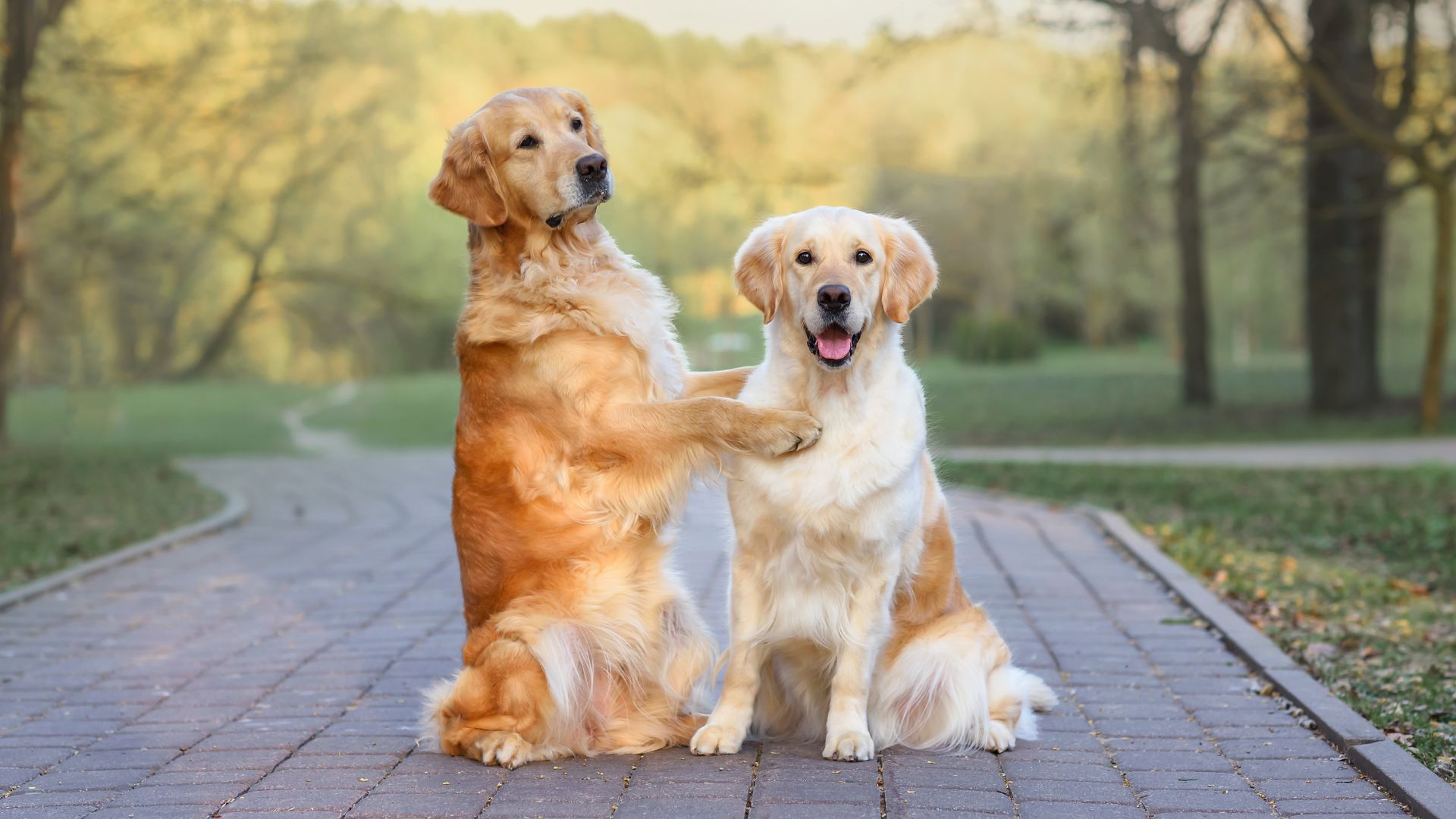 9 Dog Breeds That Make Friends With Other Dogs Instantly