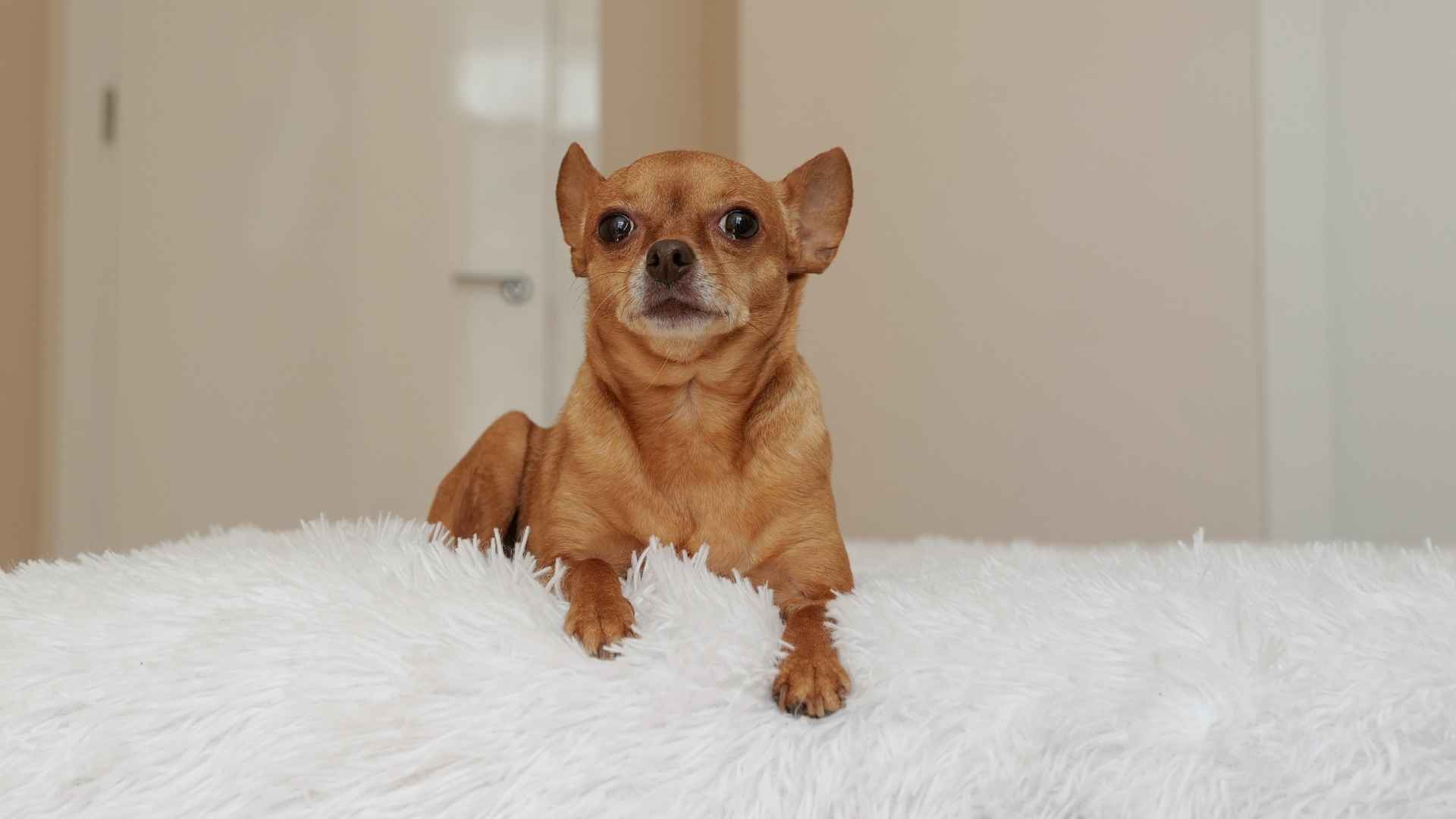 9 Dog Breeds That Thrive With Minimal Effort