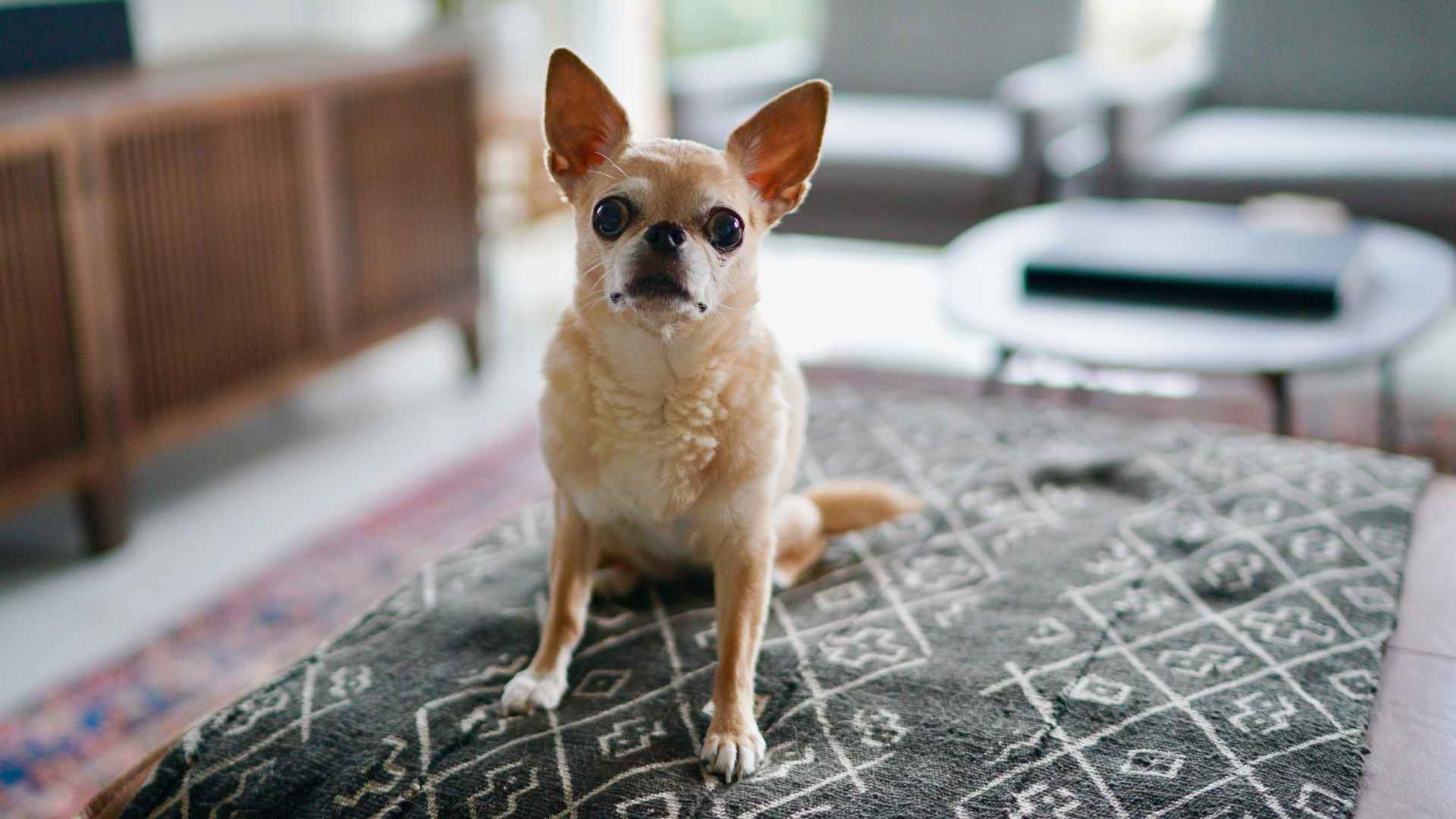 9 Dog Breeds That Thrive With Minimal Effort