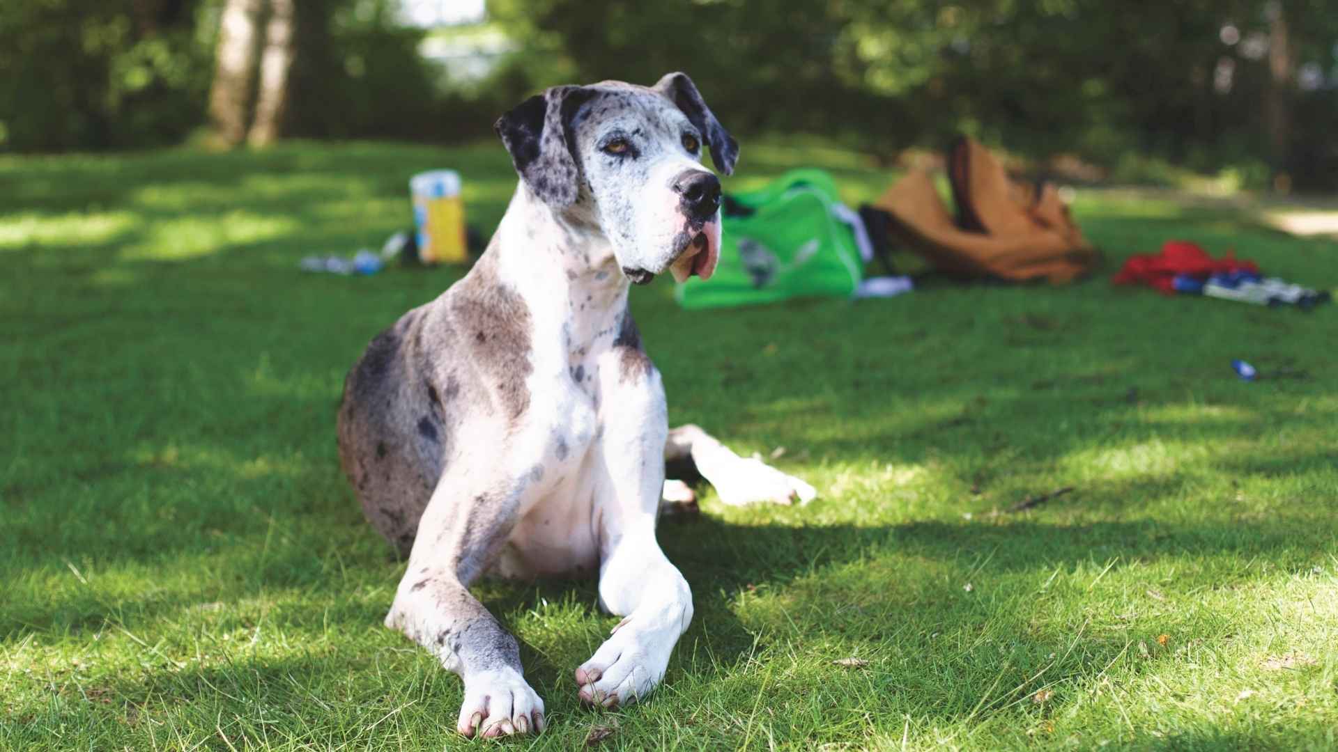 9 Dog Breeds With Shortest Lifespans You Should Know About Before Buying