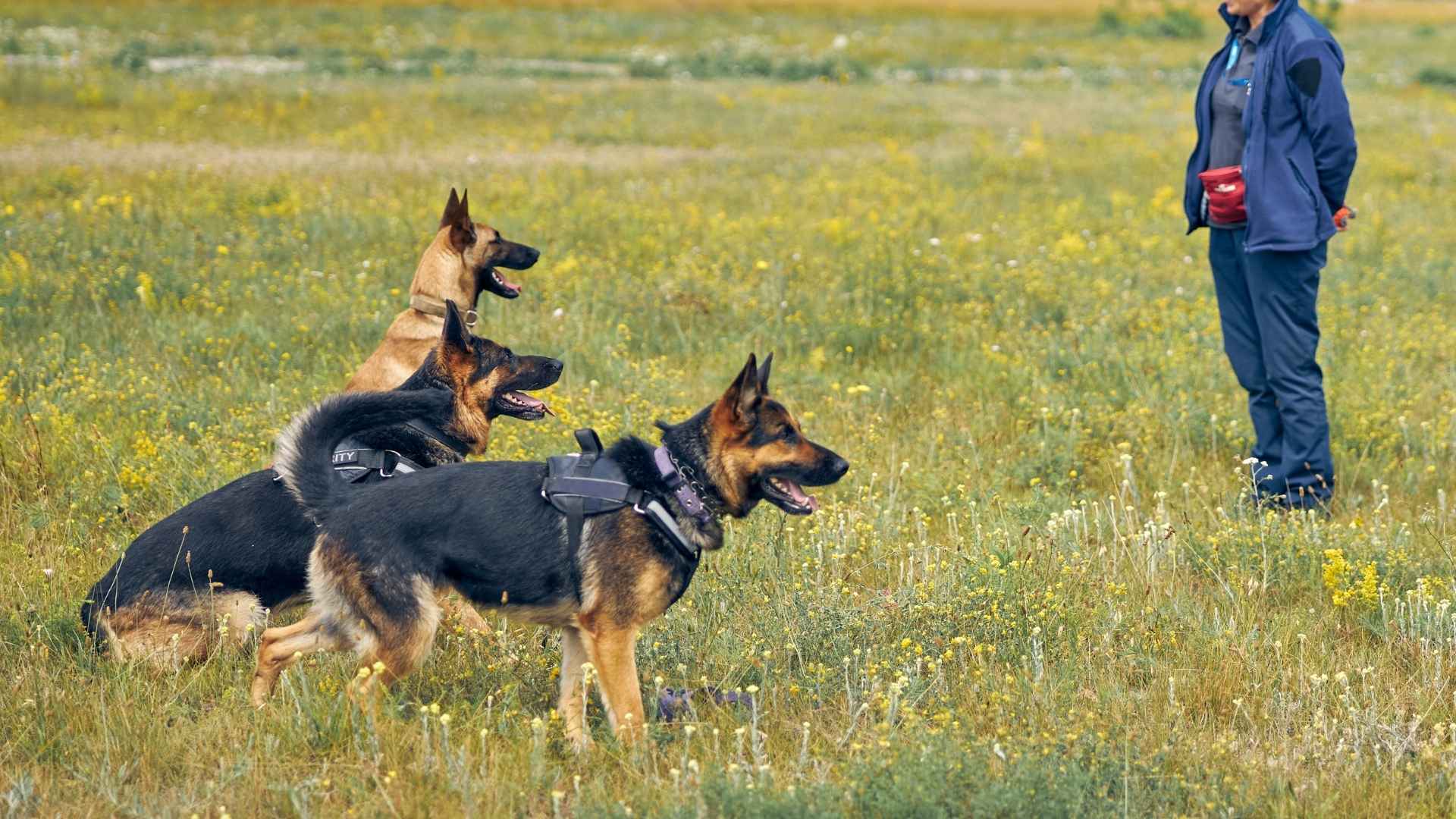 9 Dog Breeds with Advanced Learning Abilities