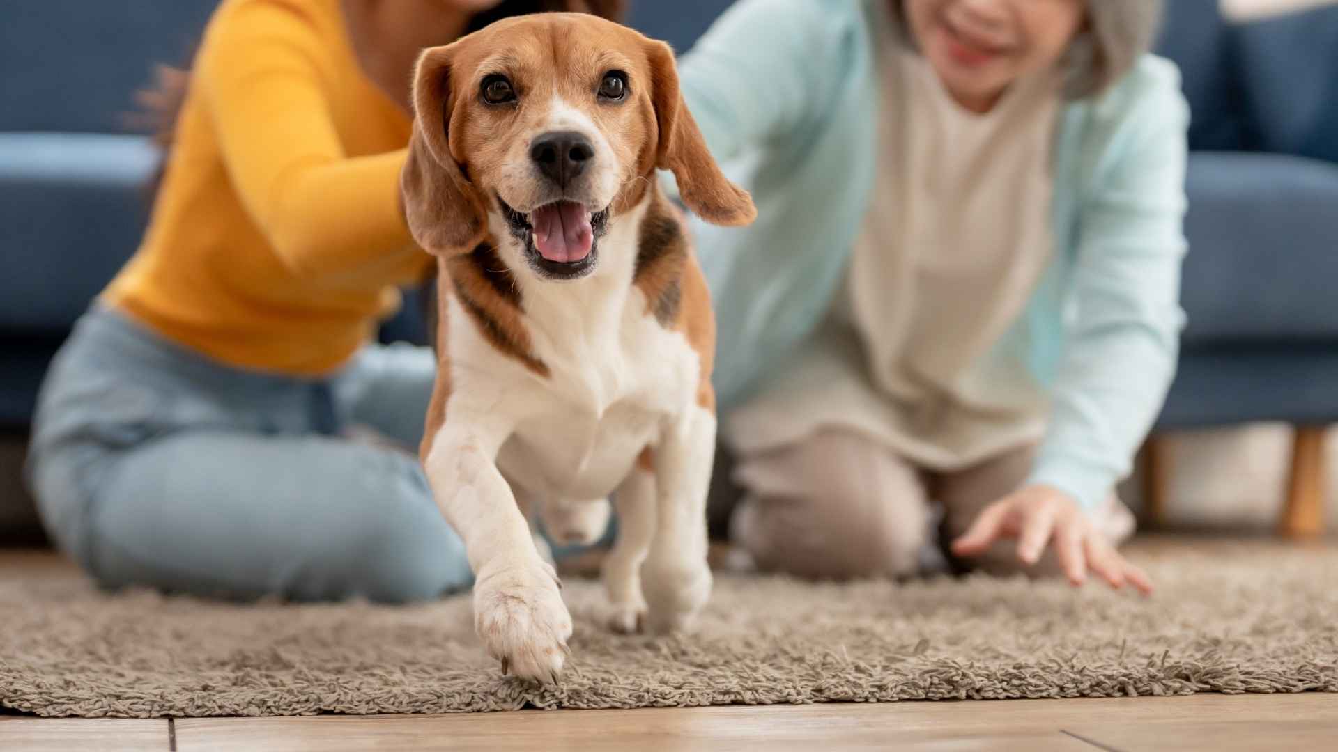 9 Fantastically Friendly Dog Breeds for Your Family's Happiness