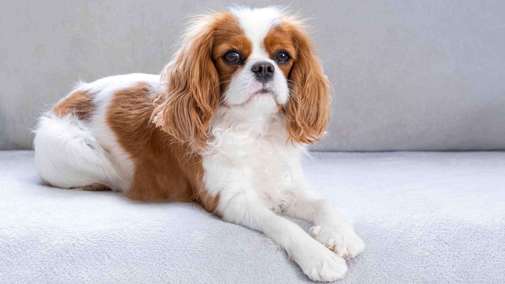 9 Happiest Dog Breeds Ideal for Apartment Living and City Life