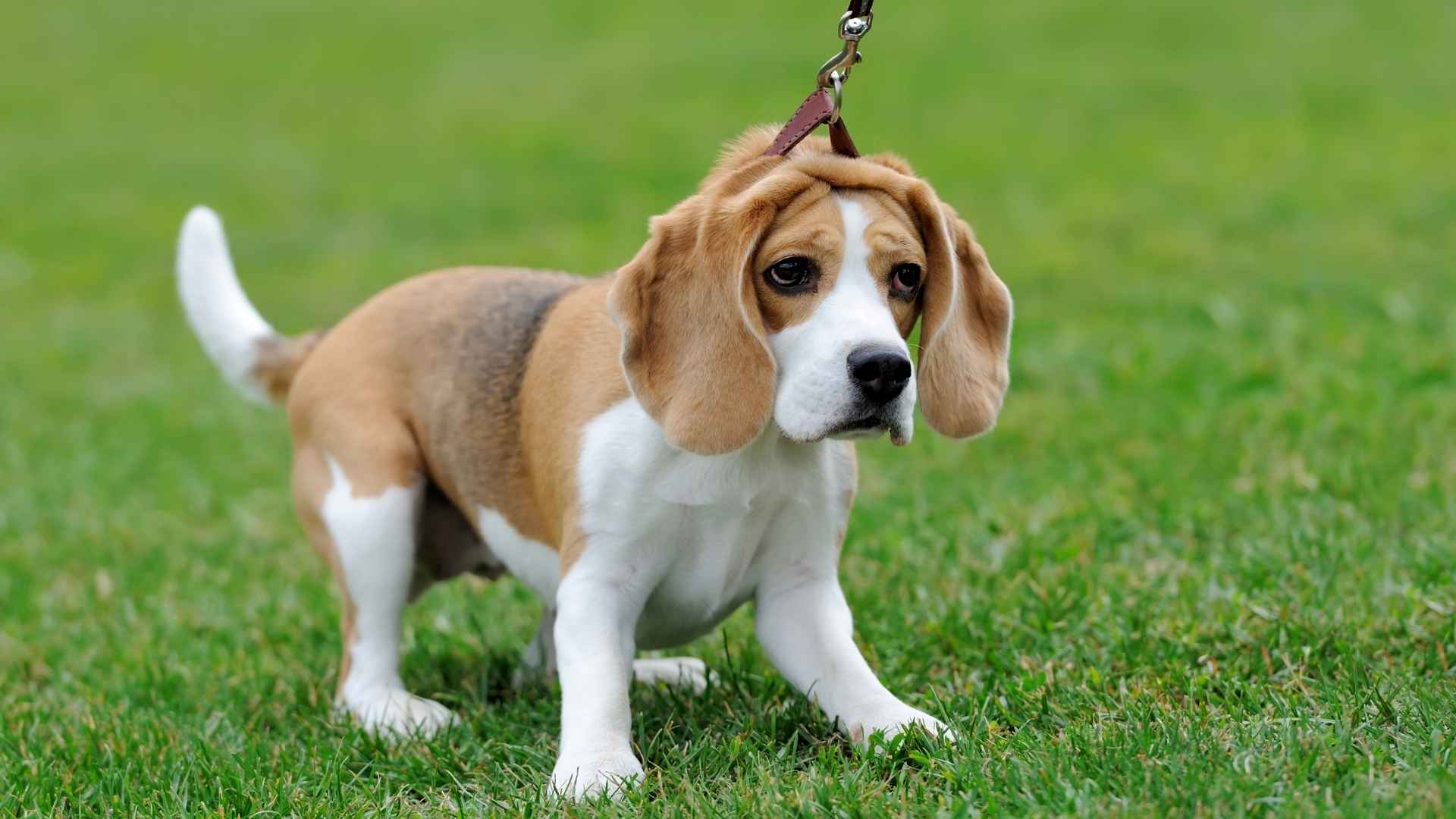 9 Infamous Dog Breeds With Bad Attitudes