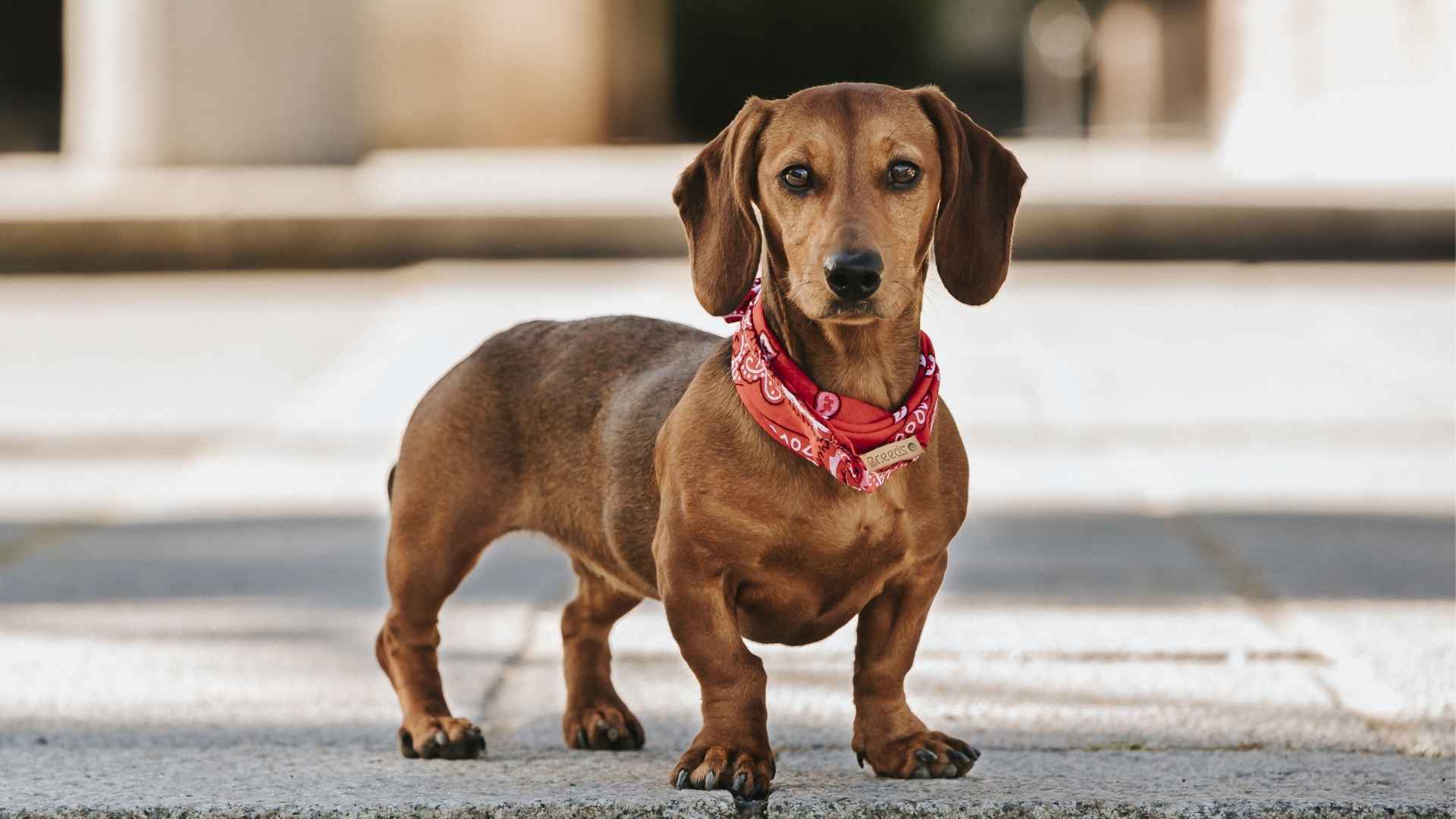 9 Little Dog Breeds With Boldness Bigger Than Their Bodies