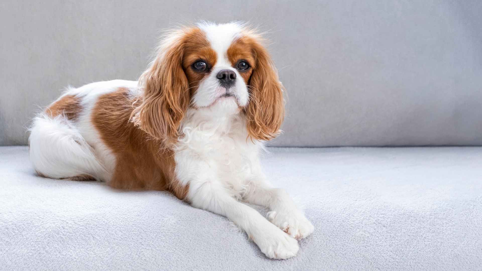9 Low-Key Dog Breeds That Love The Simple Life