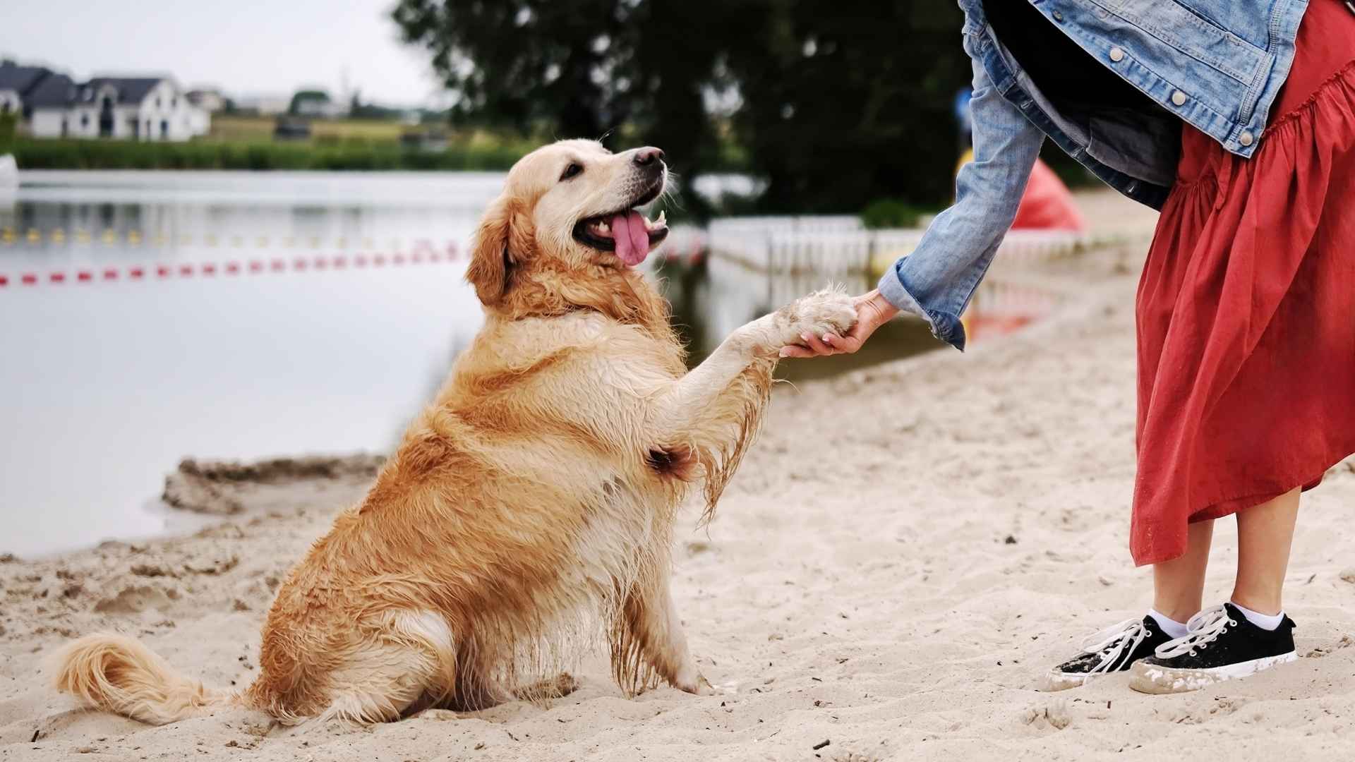 9 Most Loving Dog Breeds In The World