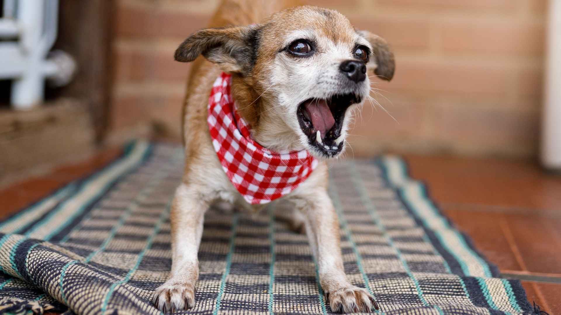 9 Most Reactive Dog Breeds You Need to Know for Better Management