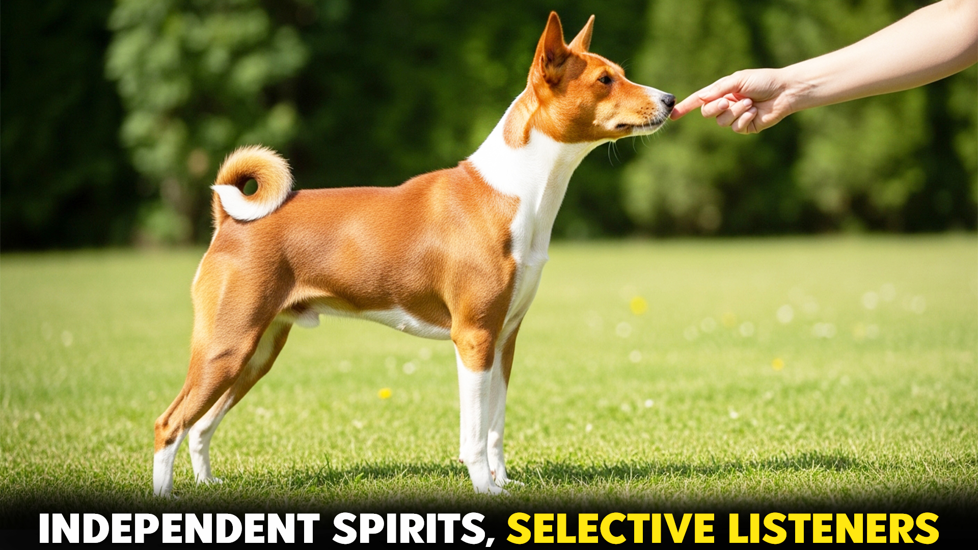 9-Notorious-Dog-Breeds-with-a-History-of-Being-Difficult-to-Train