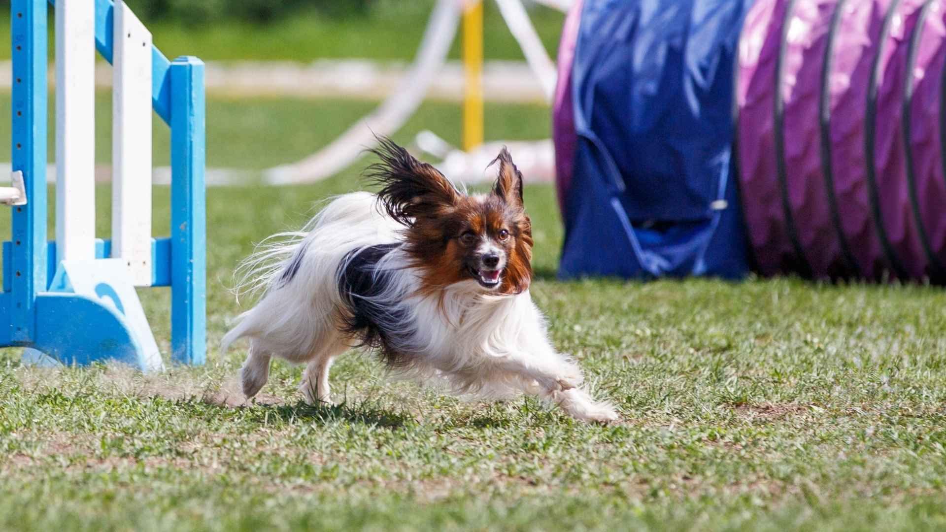 9 Popular Toy Breeds Known For Their Intelligence