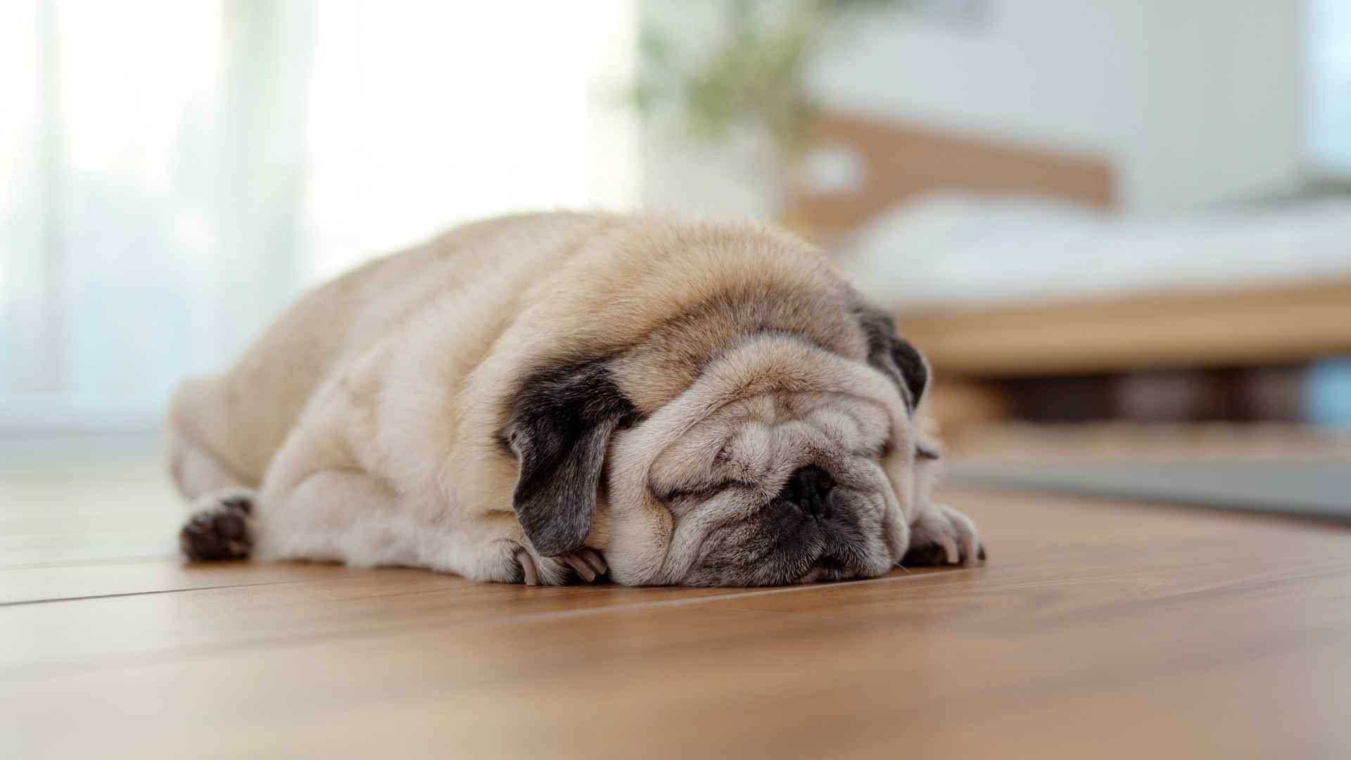 9 Sleepy Dog Breeds That Never Seem To Wake Up