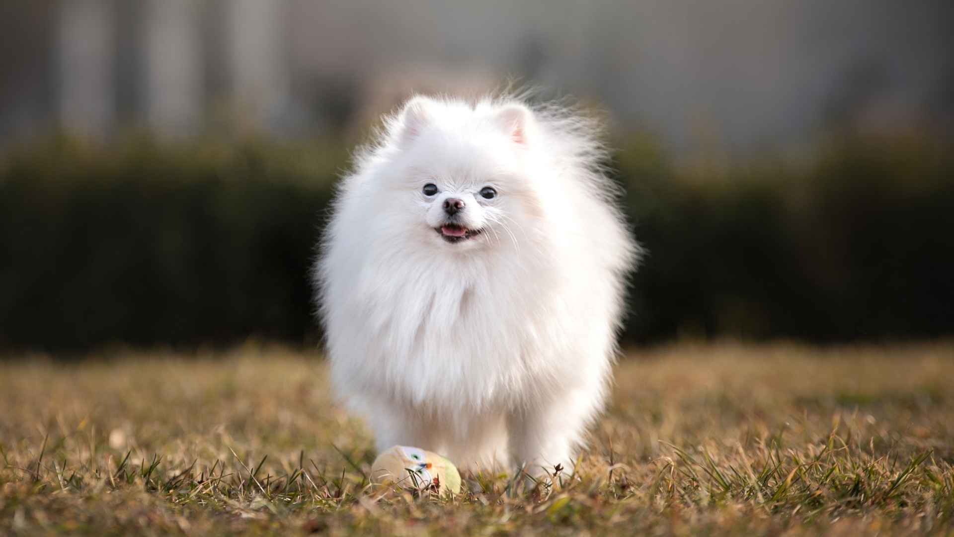 9 Small But Mighty Dog Breeds With Big Personalities