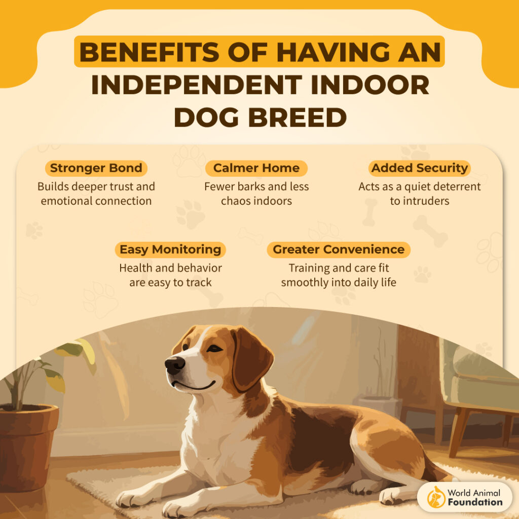 Benefits of Having an Independent Indoor Dog Breed-01