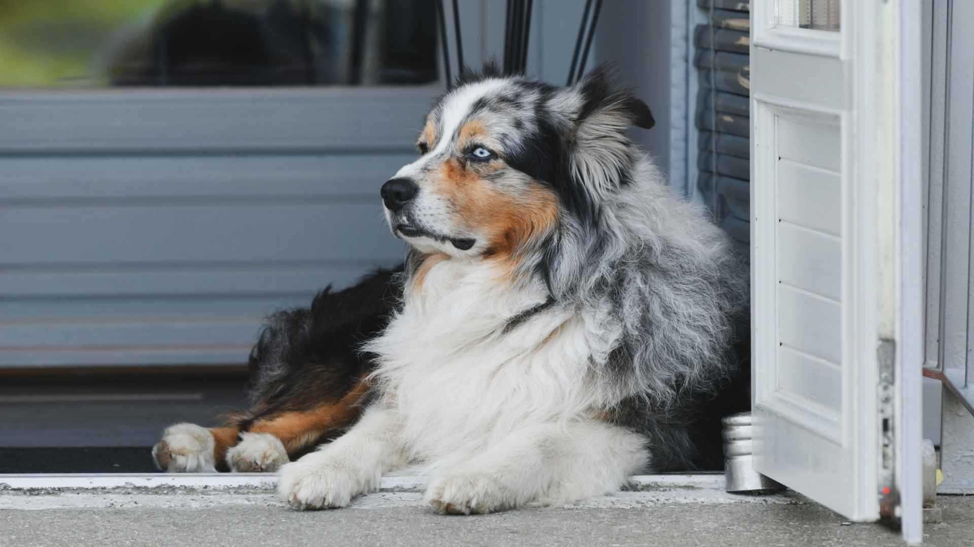 Best Dedicated Dog Breeds For Home Security Systems