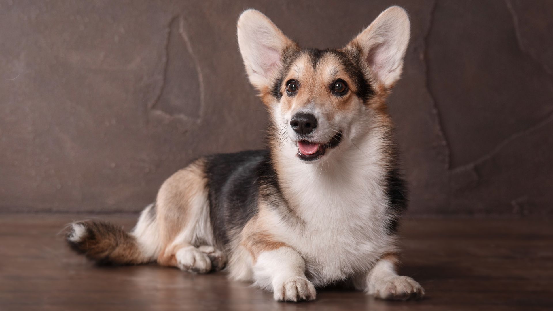 Best Dog Breeds For Hearing Assistance