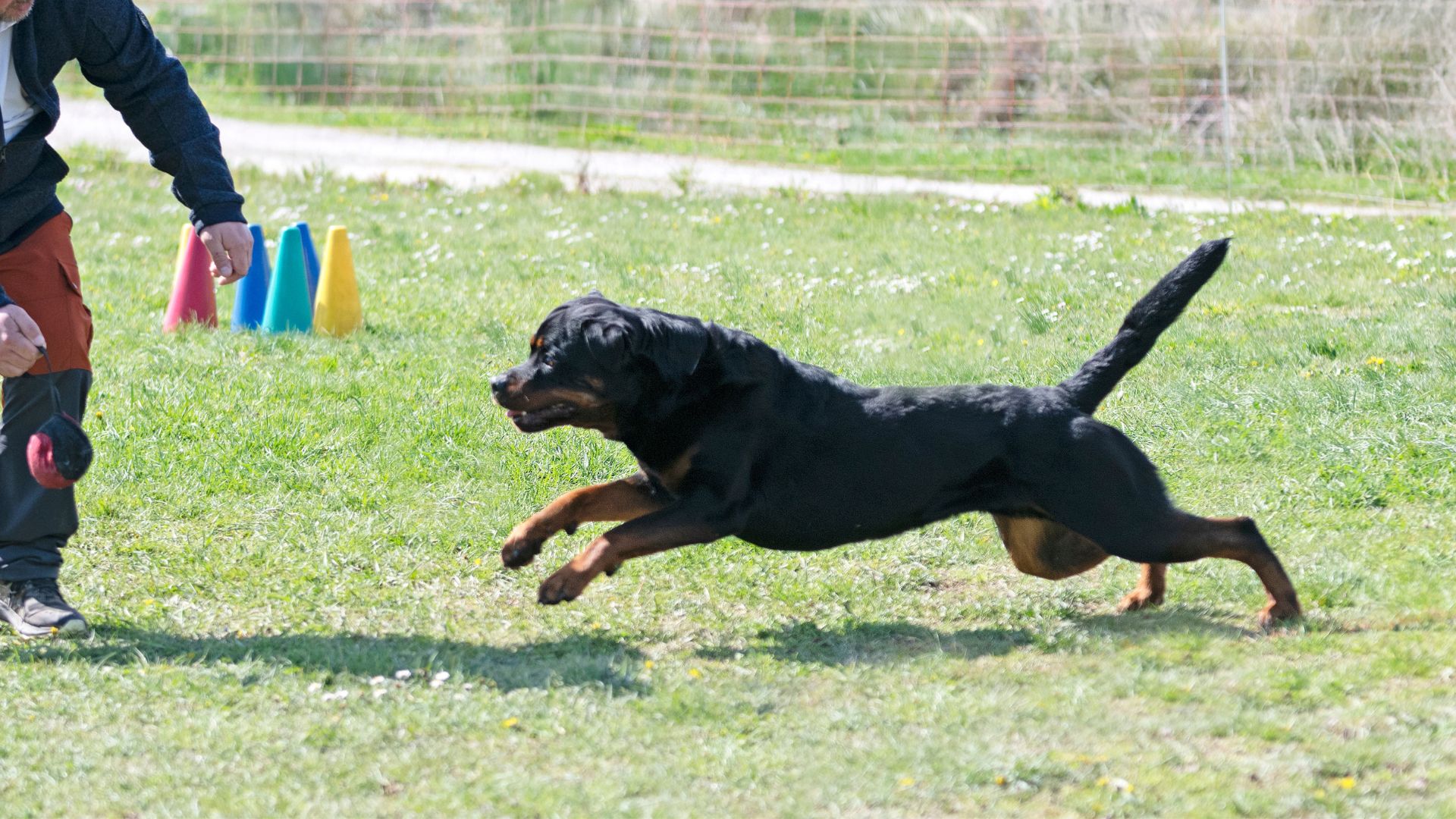 Best Highly Trained Dog Breeds to Awaken Your Imagination
