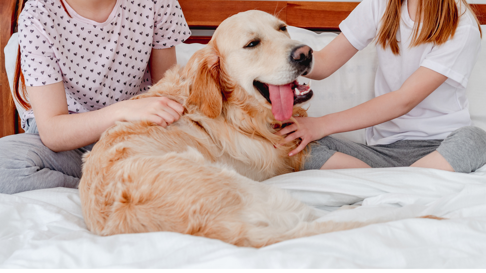 Best Large Dog Breeds for Families with Young Children