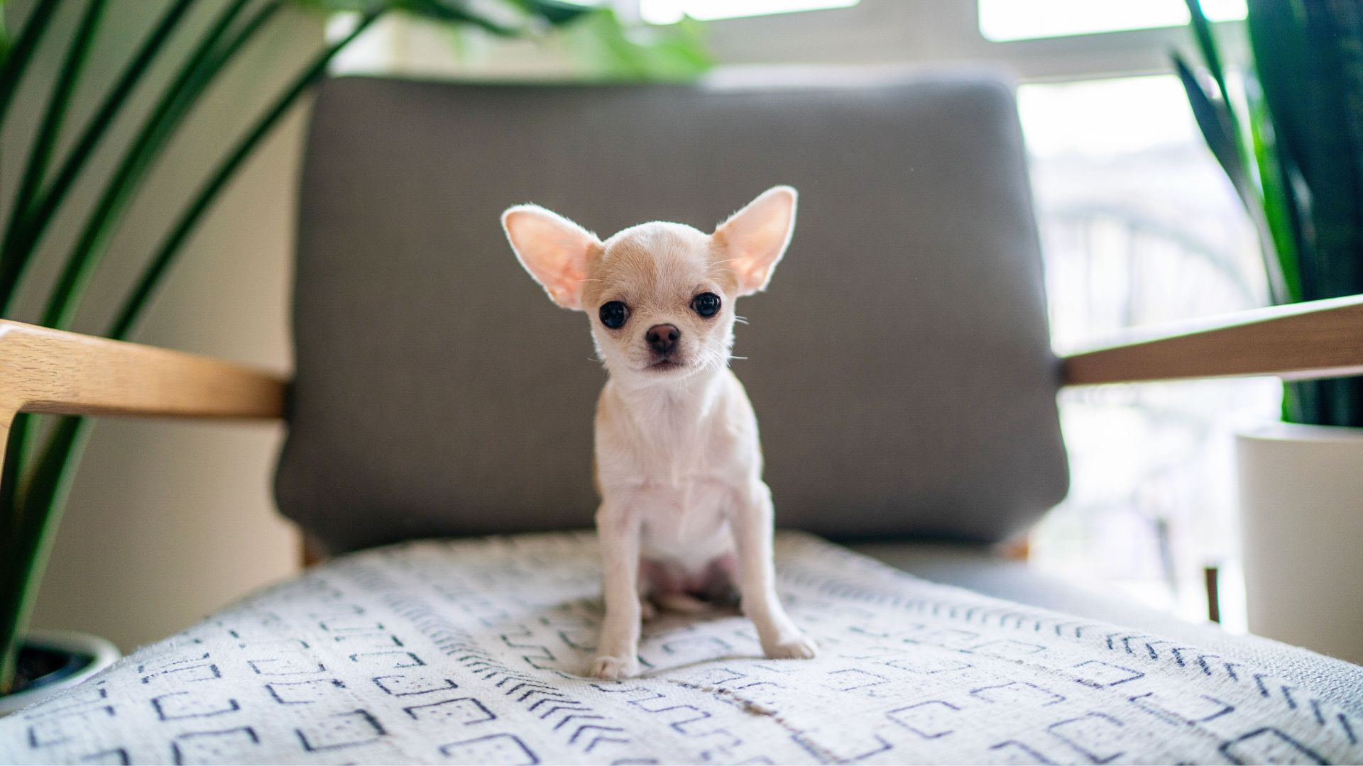Best Small Teacup Dog Breeds Perfect for Apartment Living